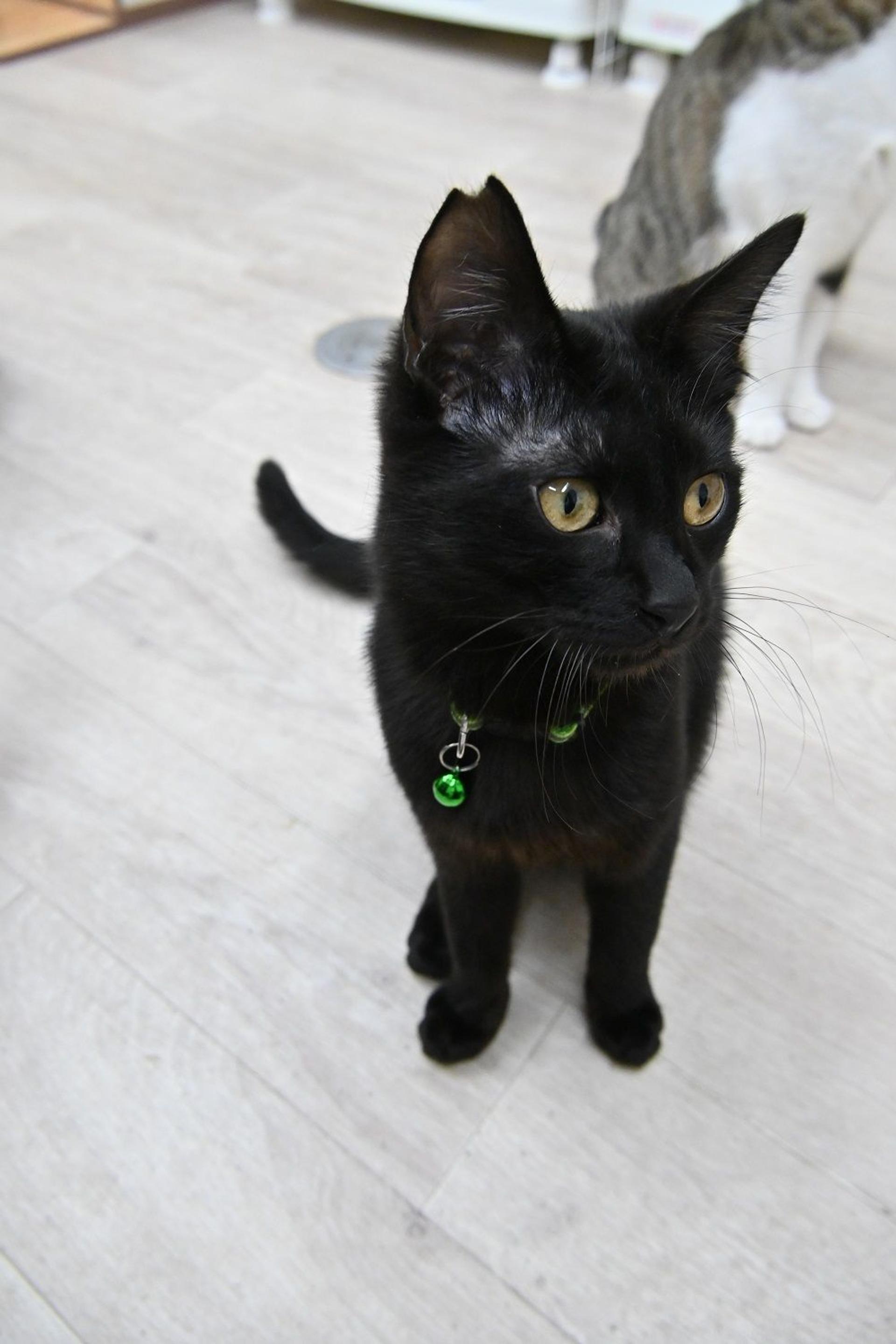 pet-image-7