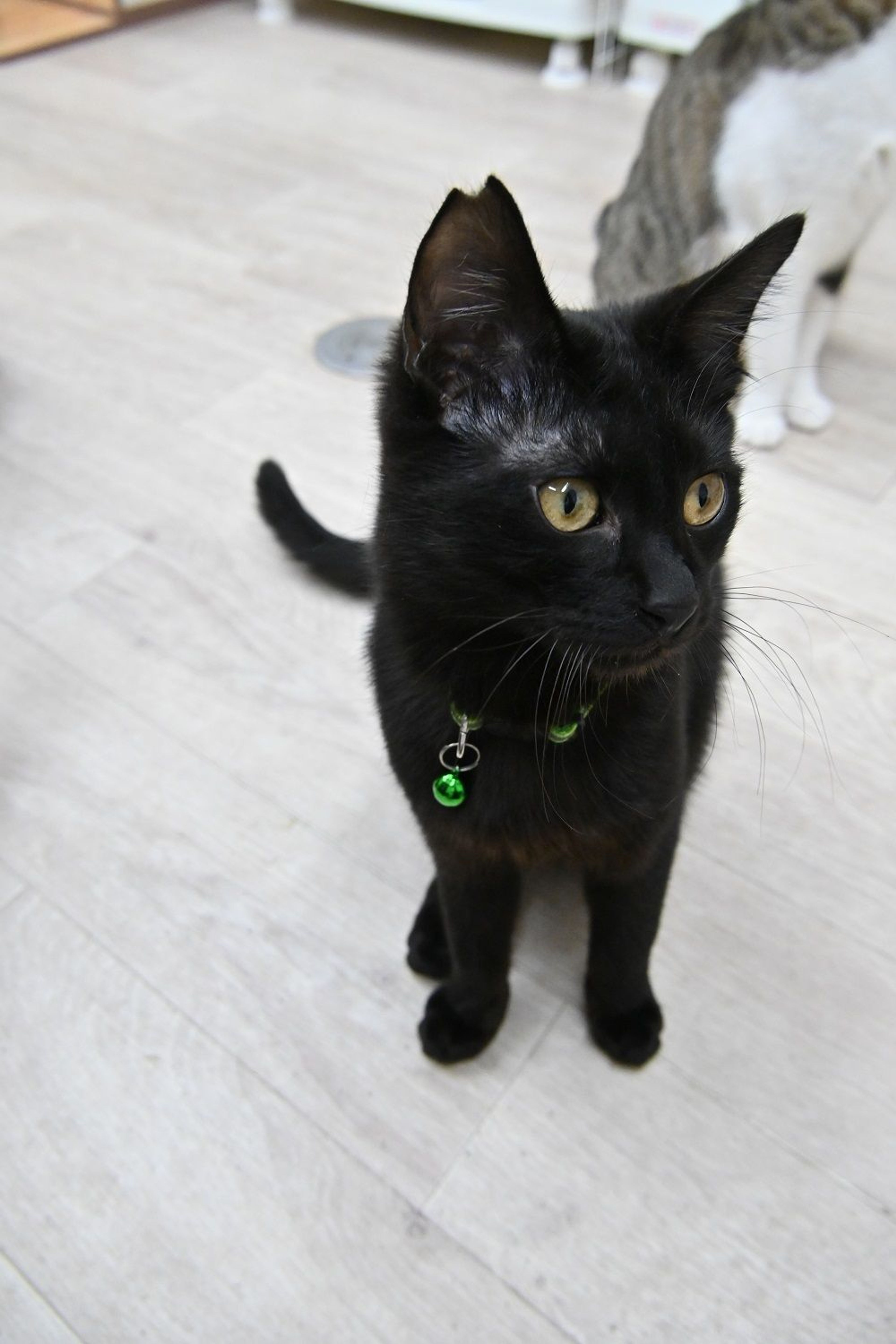 pet-image-7