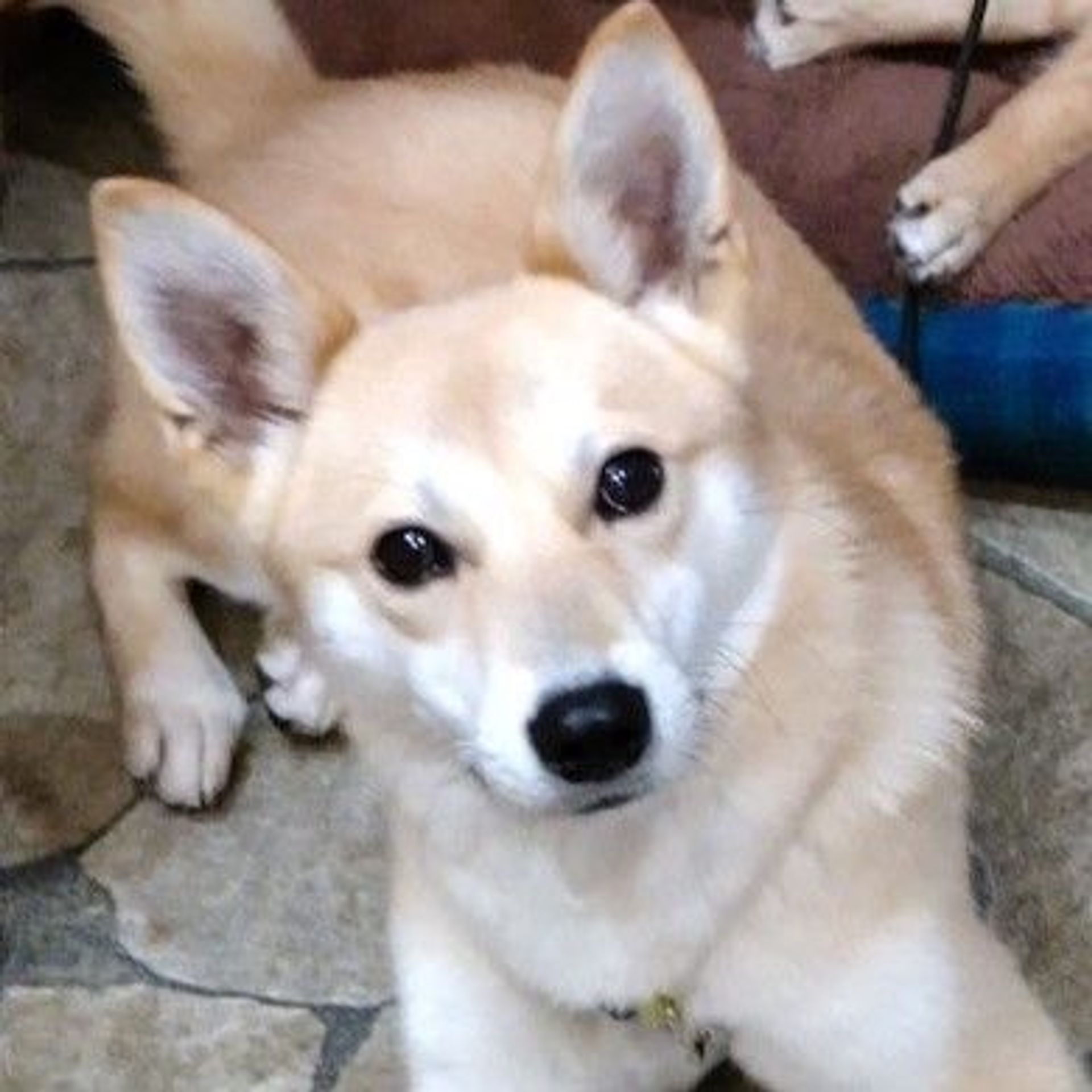 雑種（ミックス犬）・オスの里親募集の写真