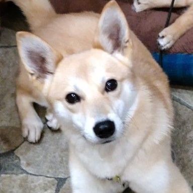 ますたーの写真