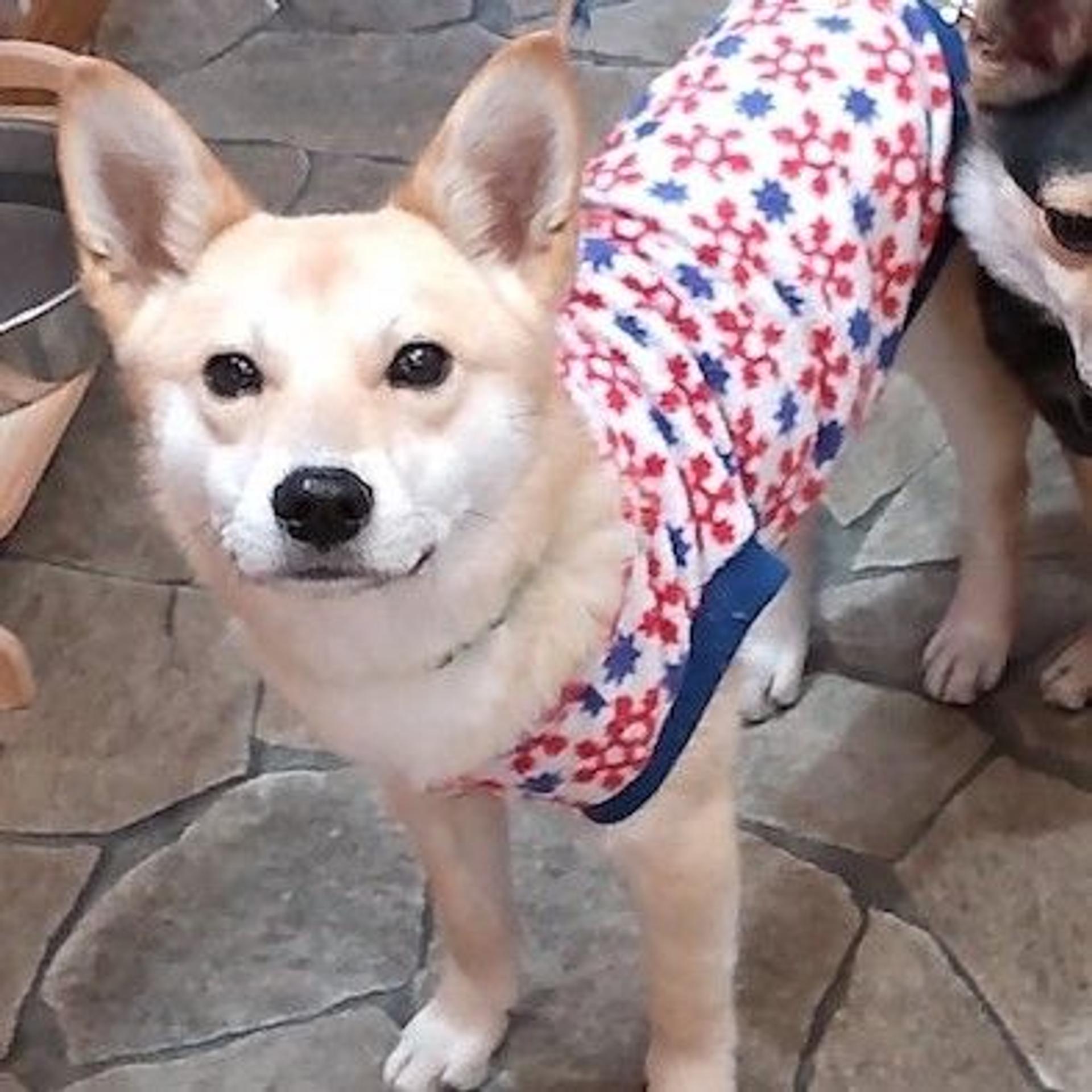 pet-image-2