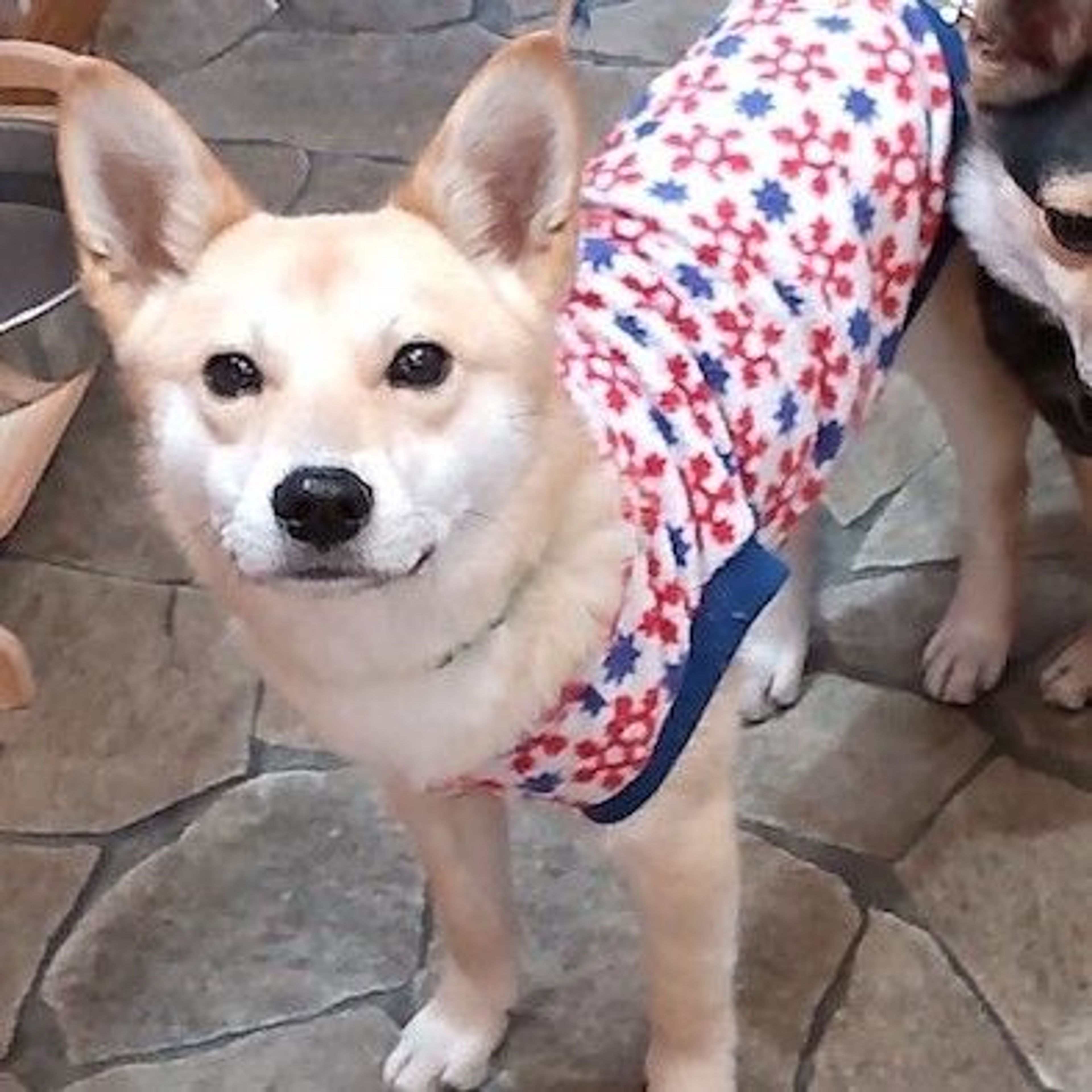 pet-image-2