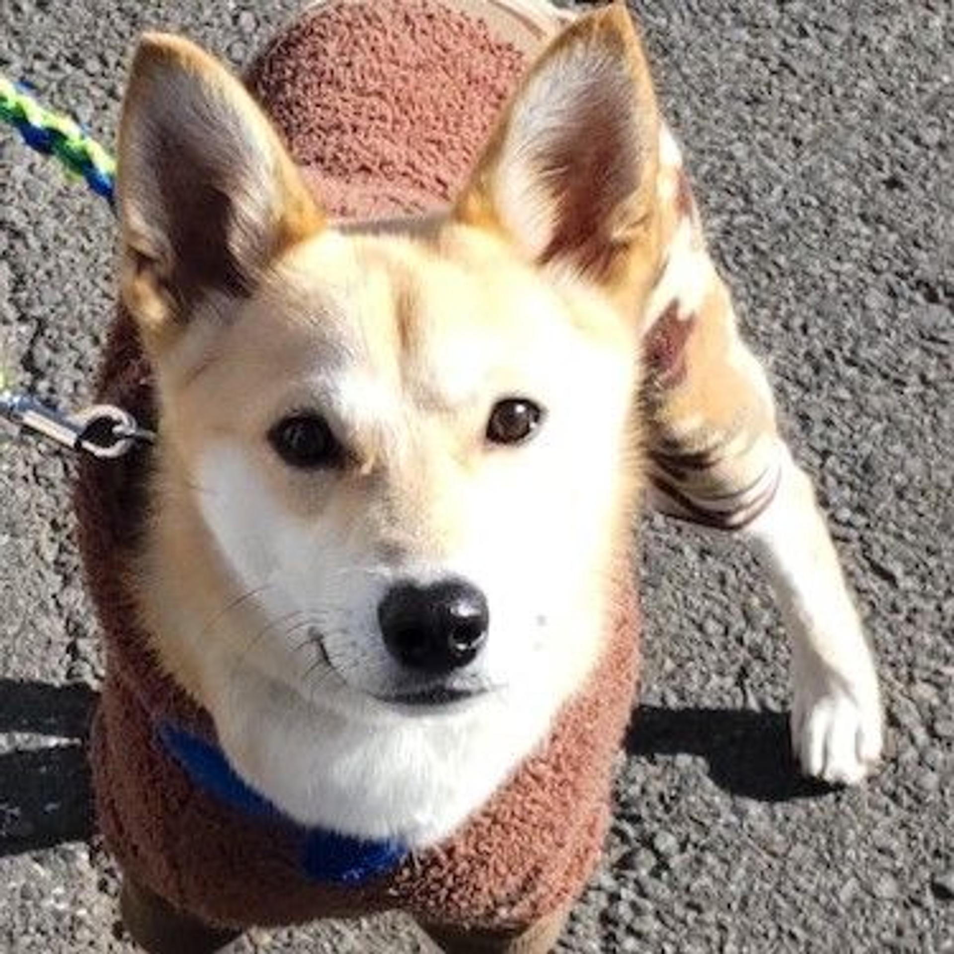 pet-image-3