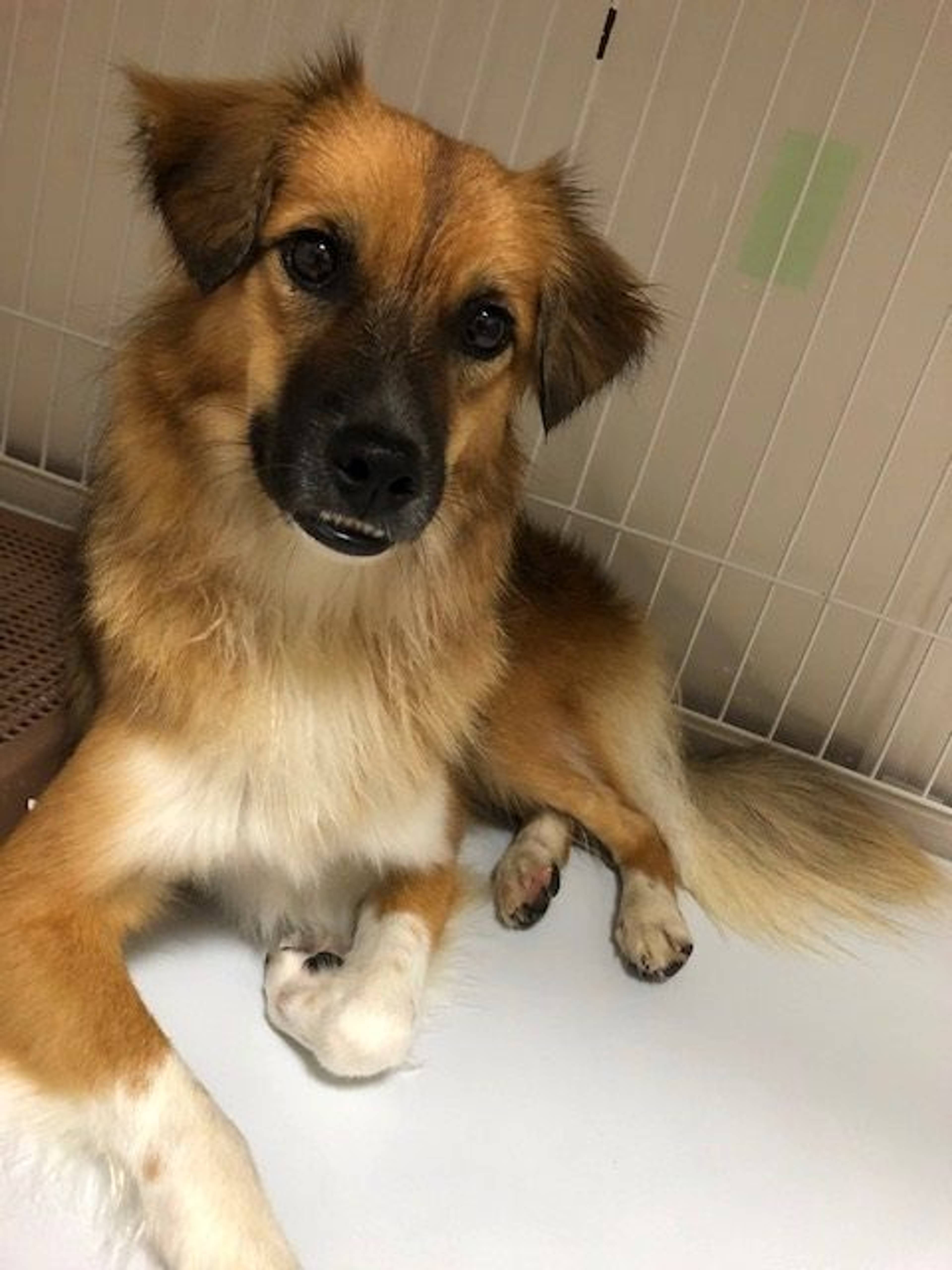 雑種（ミックス犬）・メスの里親募集の写真
