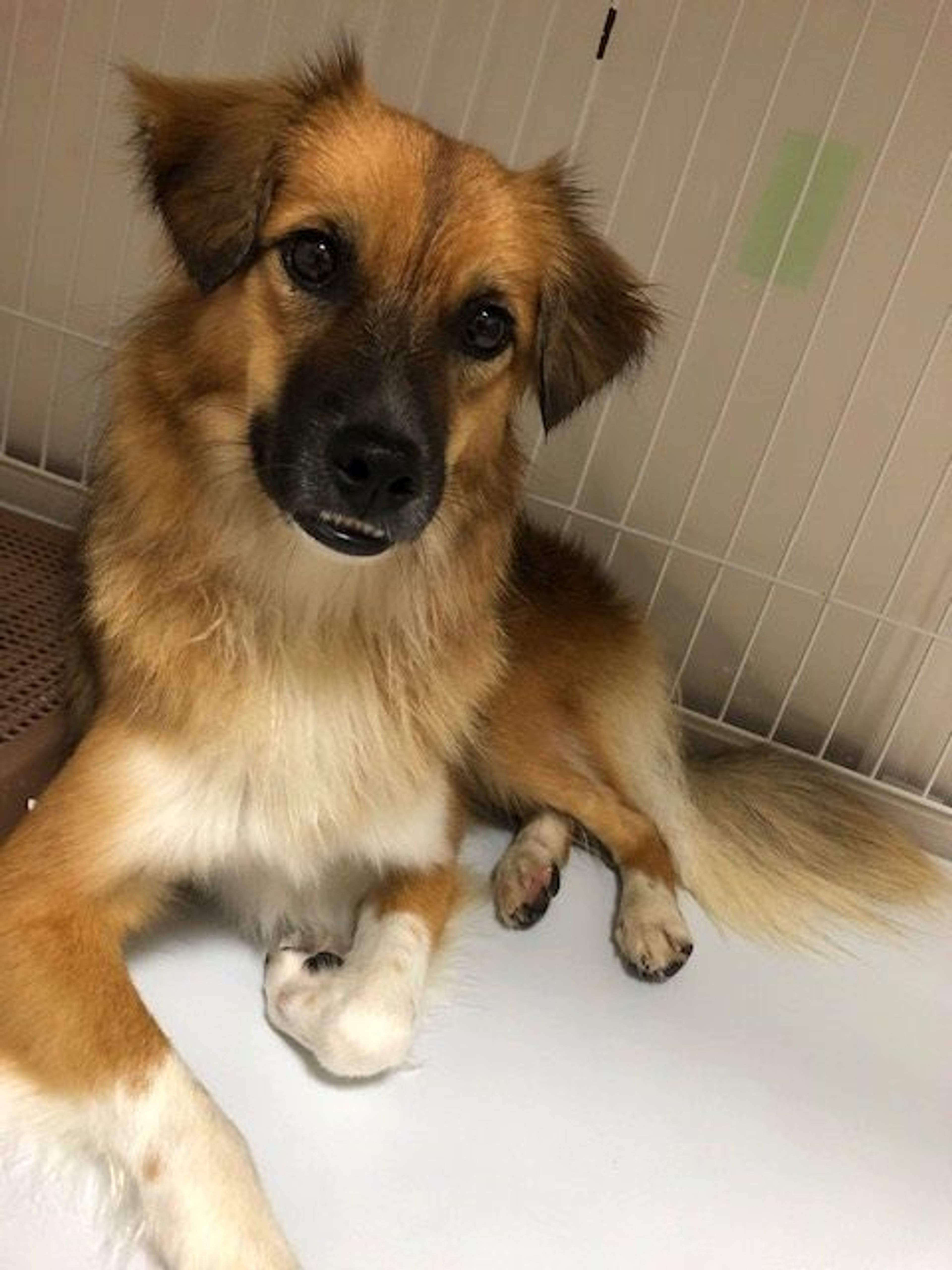 雑種（ミックス犬）・メスの里親募集の写真