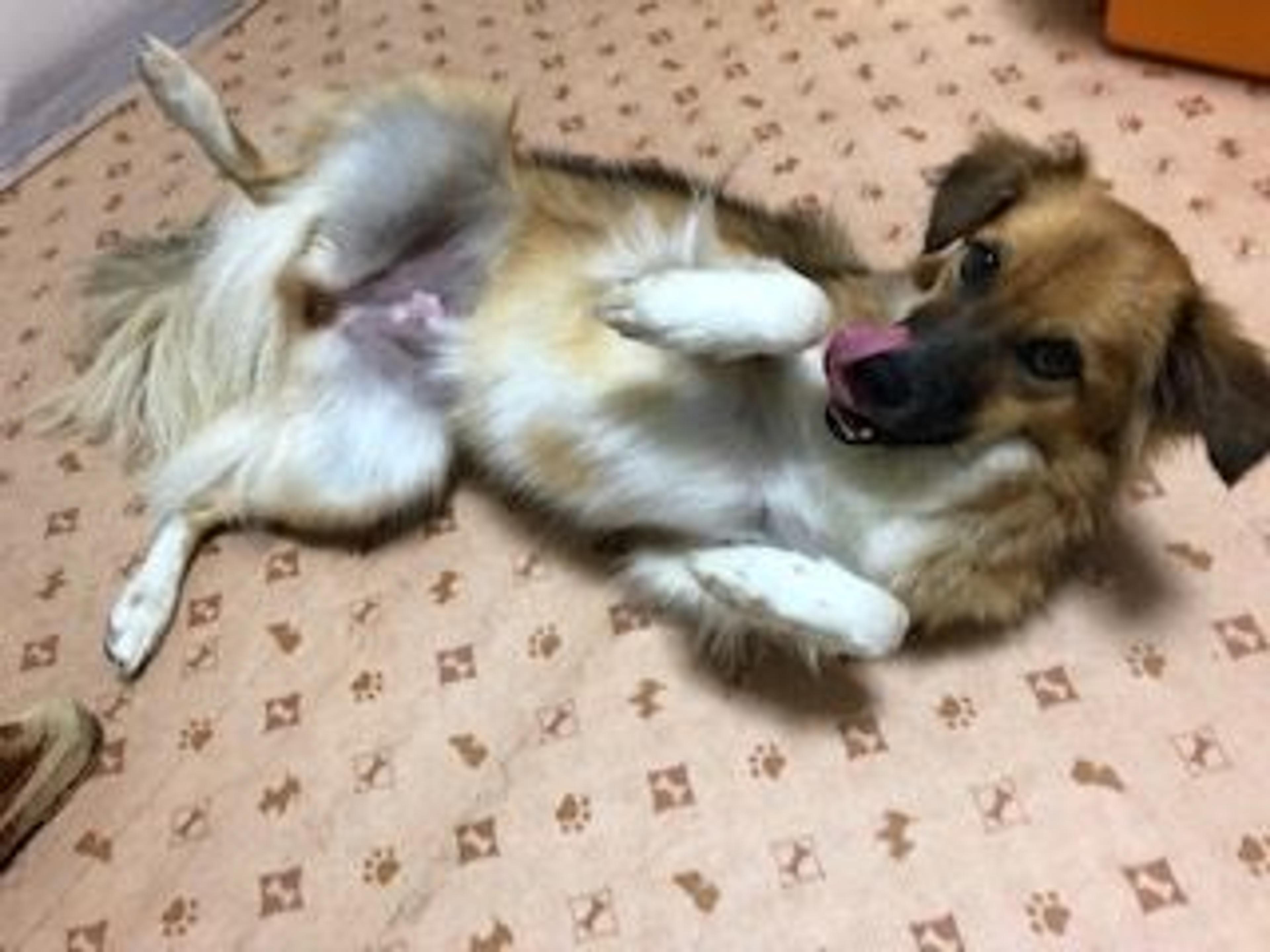 pet-image-3