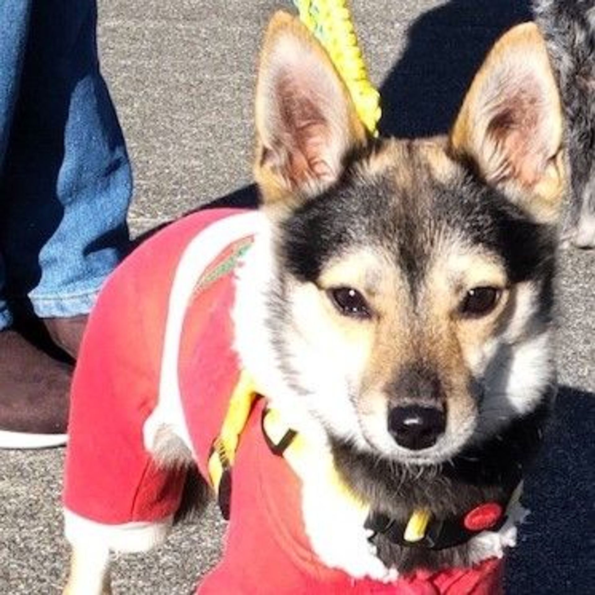 雑種（ミックス犬）・オスの里親募集の写真