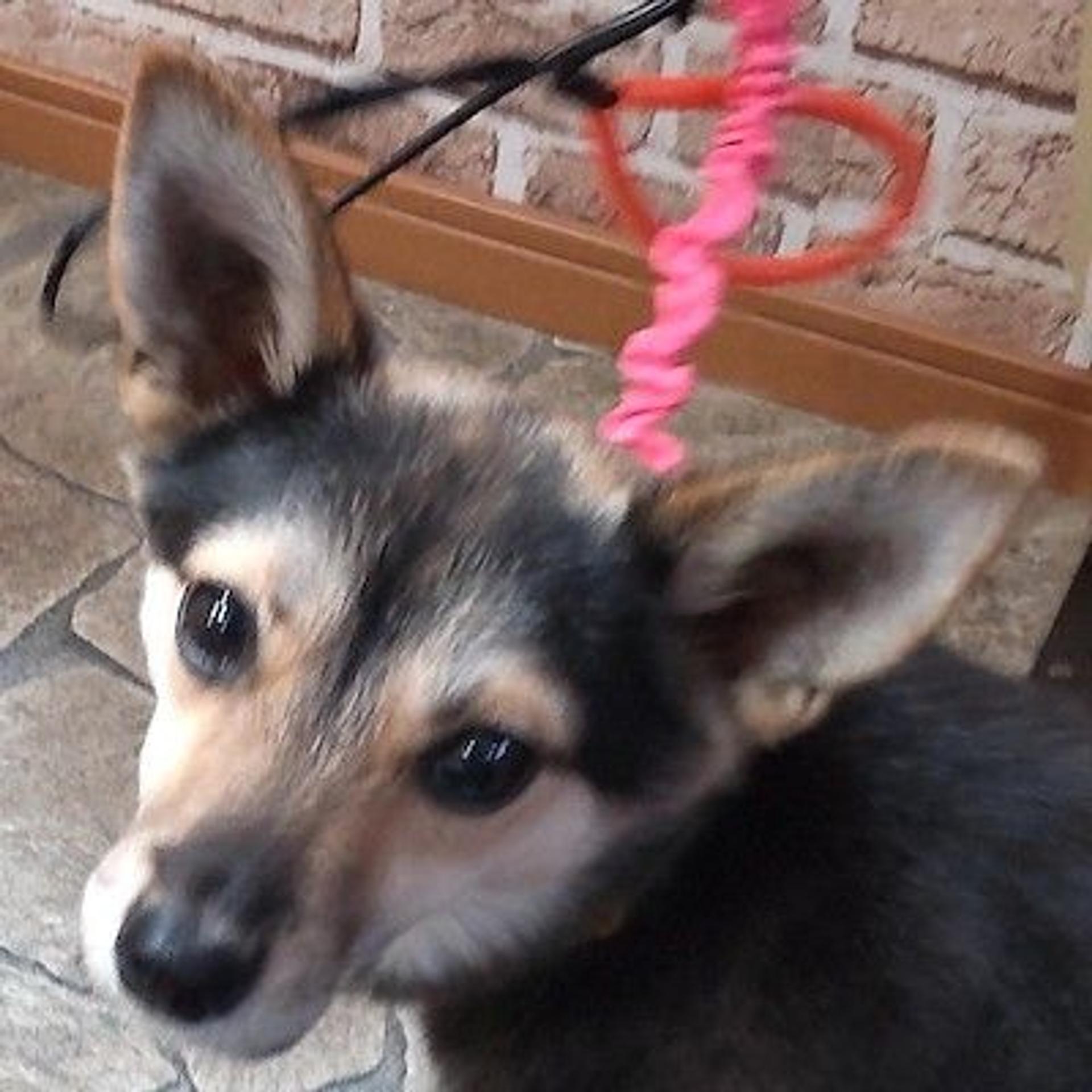 pet-image-3