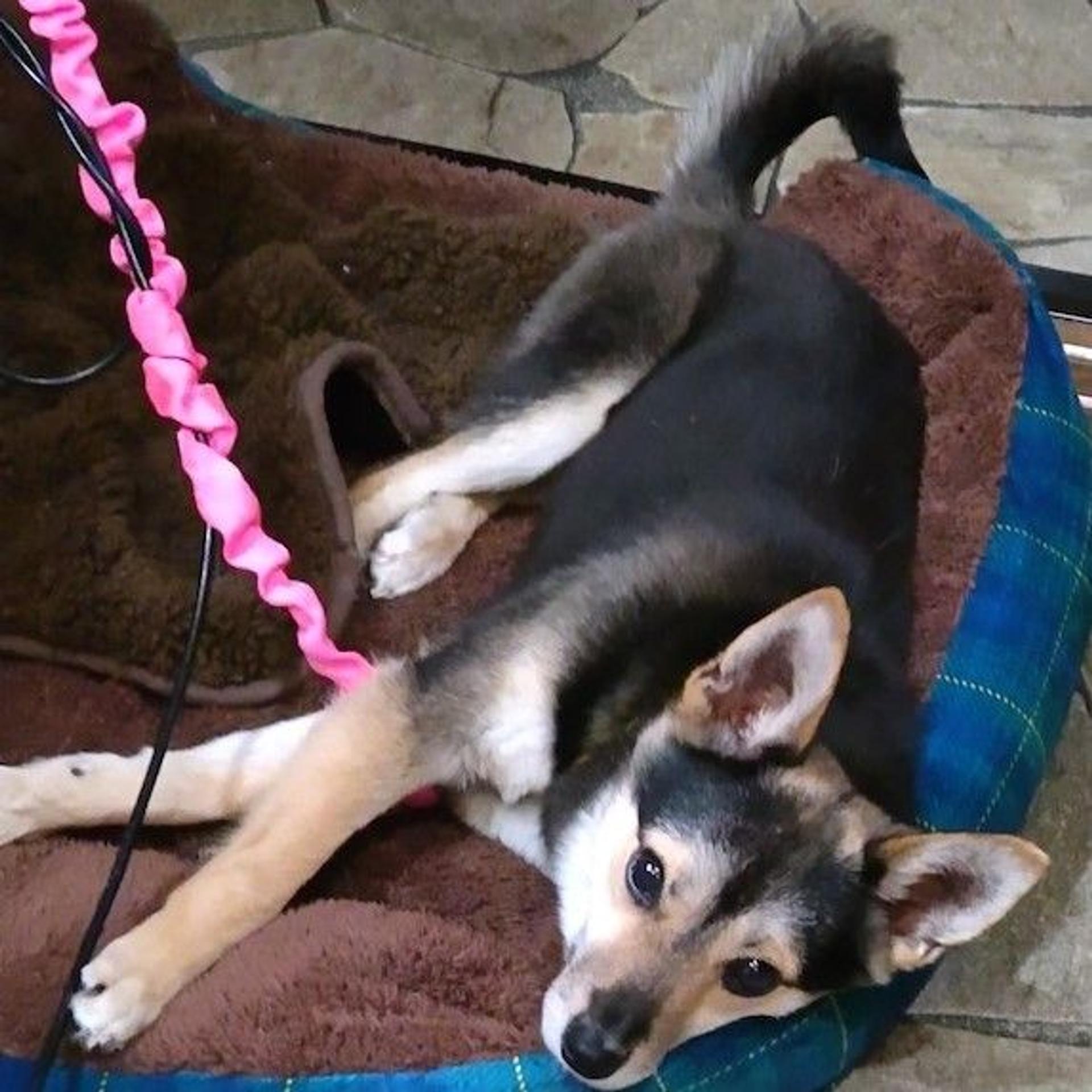 pet-image-4