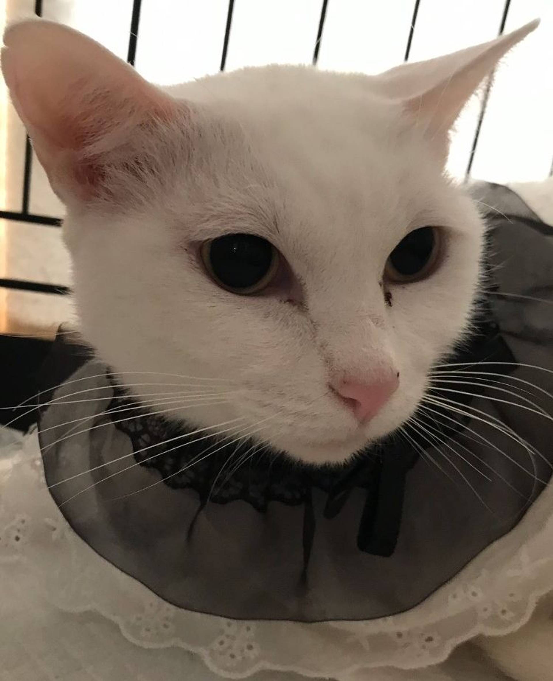 雑種（ミックス猫）・メスの里親募集の写真