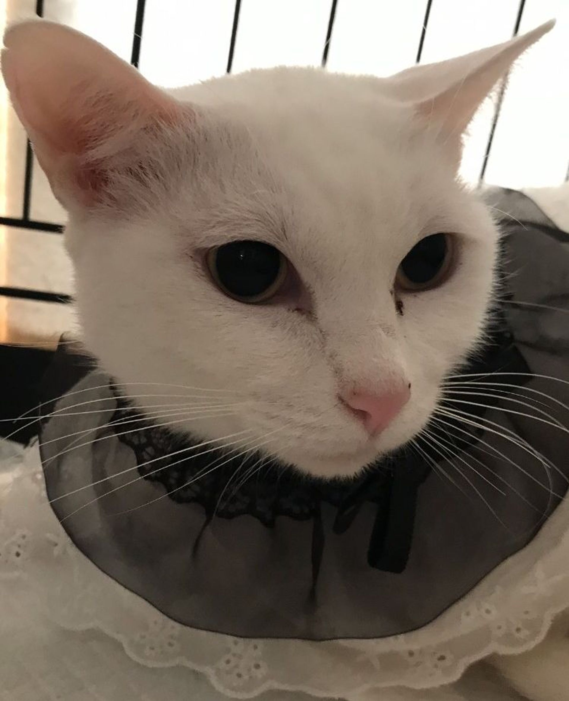 雑種（ミックス猫）・メスの里親募集の写真