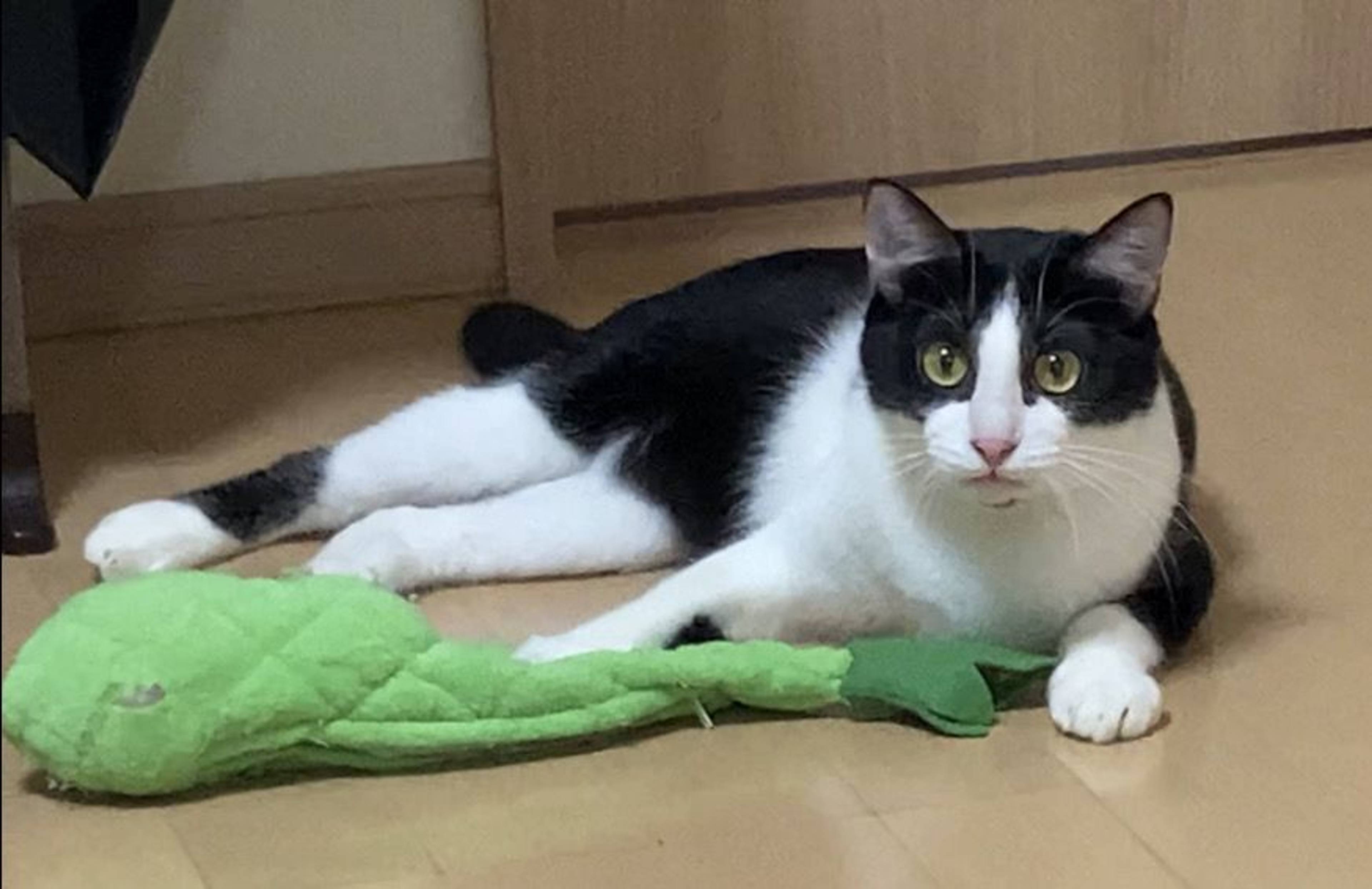 雑種（ミックス猫）・オスの里親募集の写真
