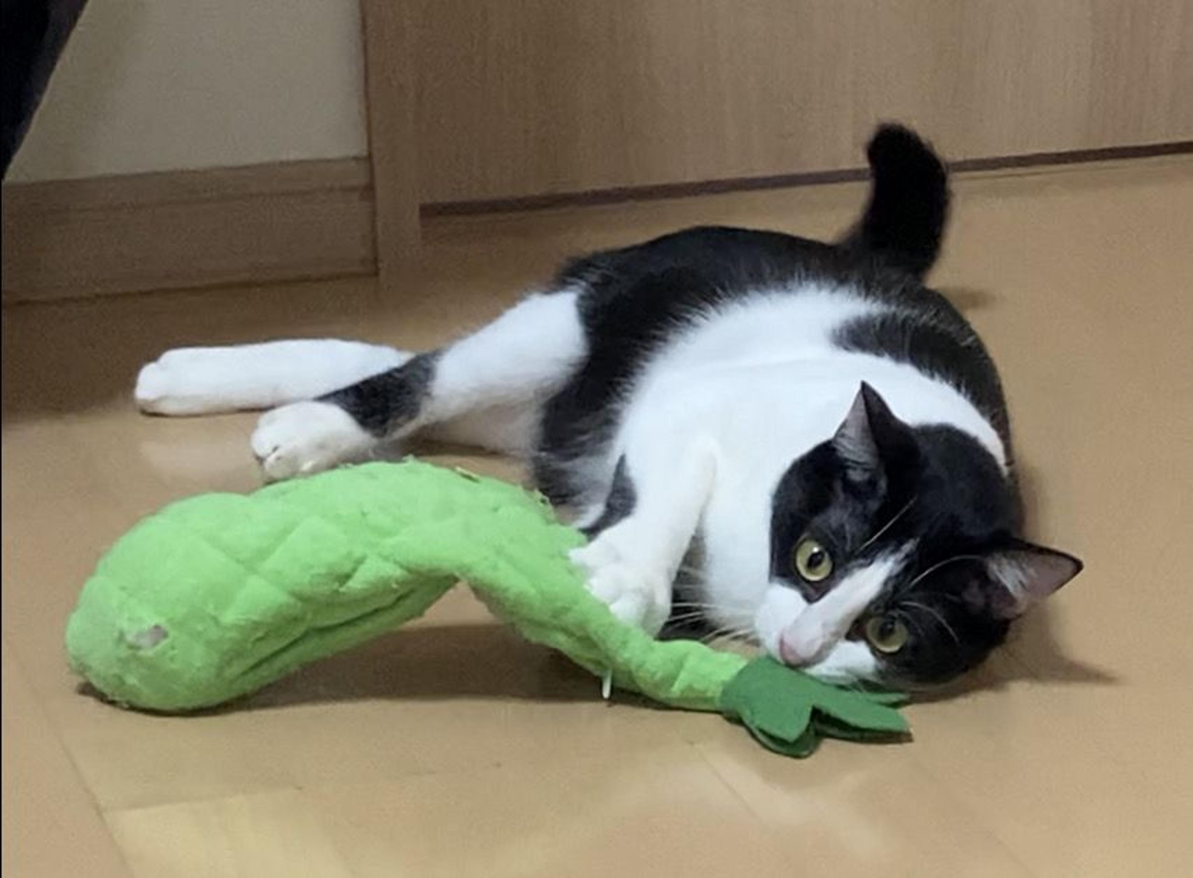 pet-image-2