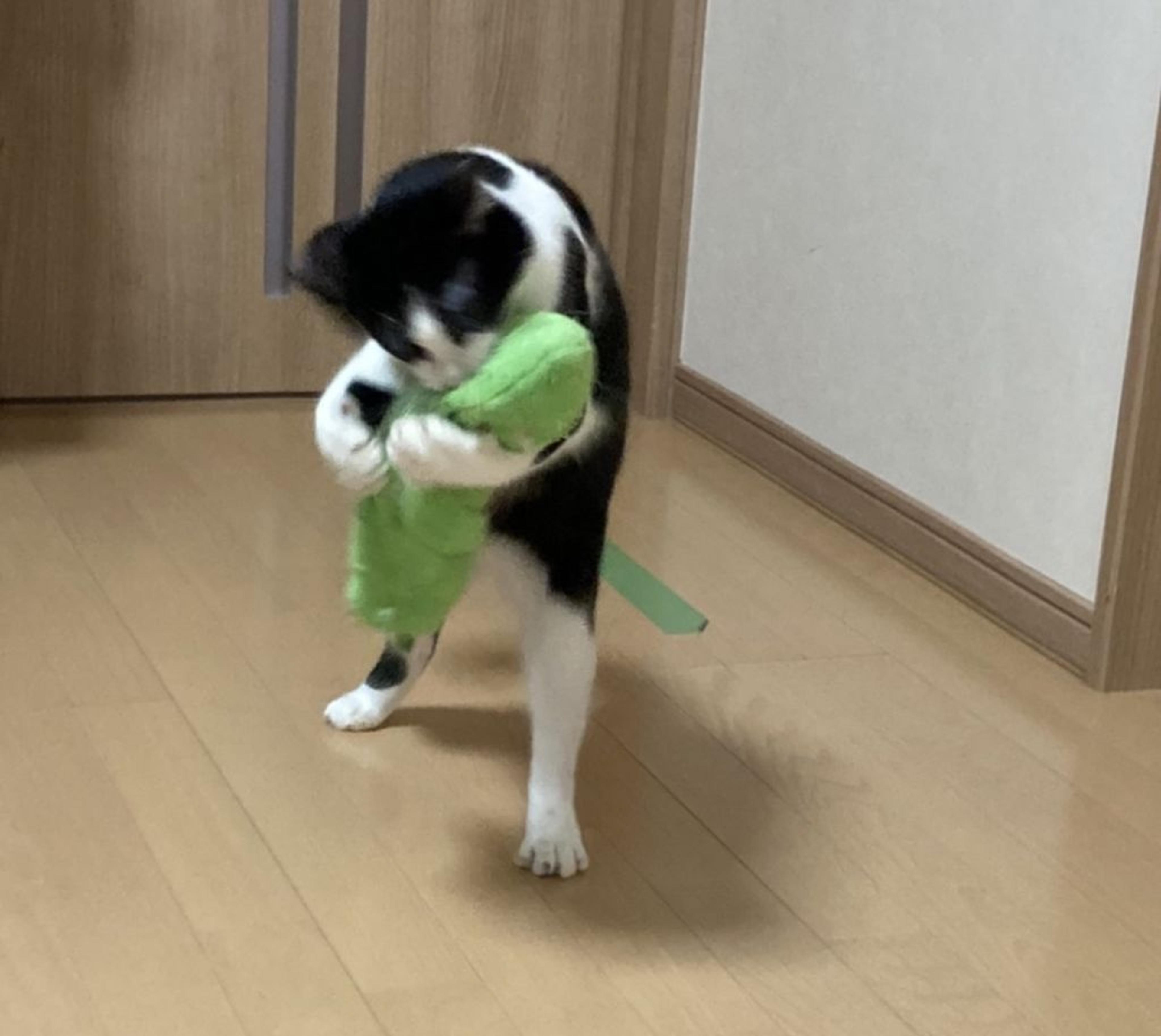 pet-image-3