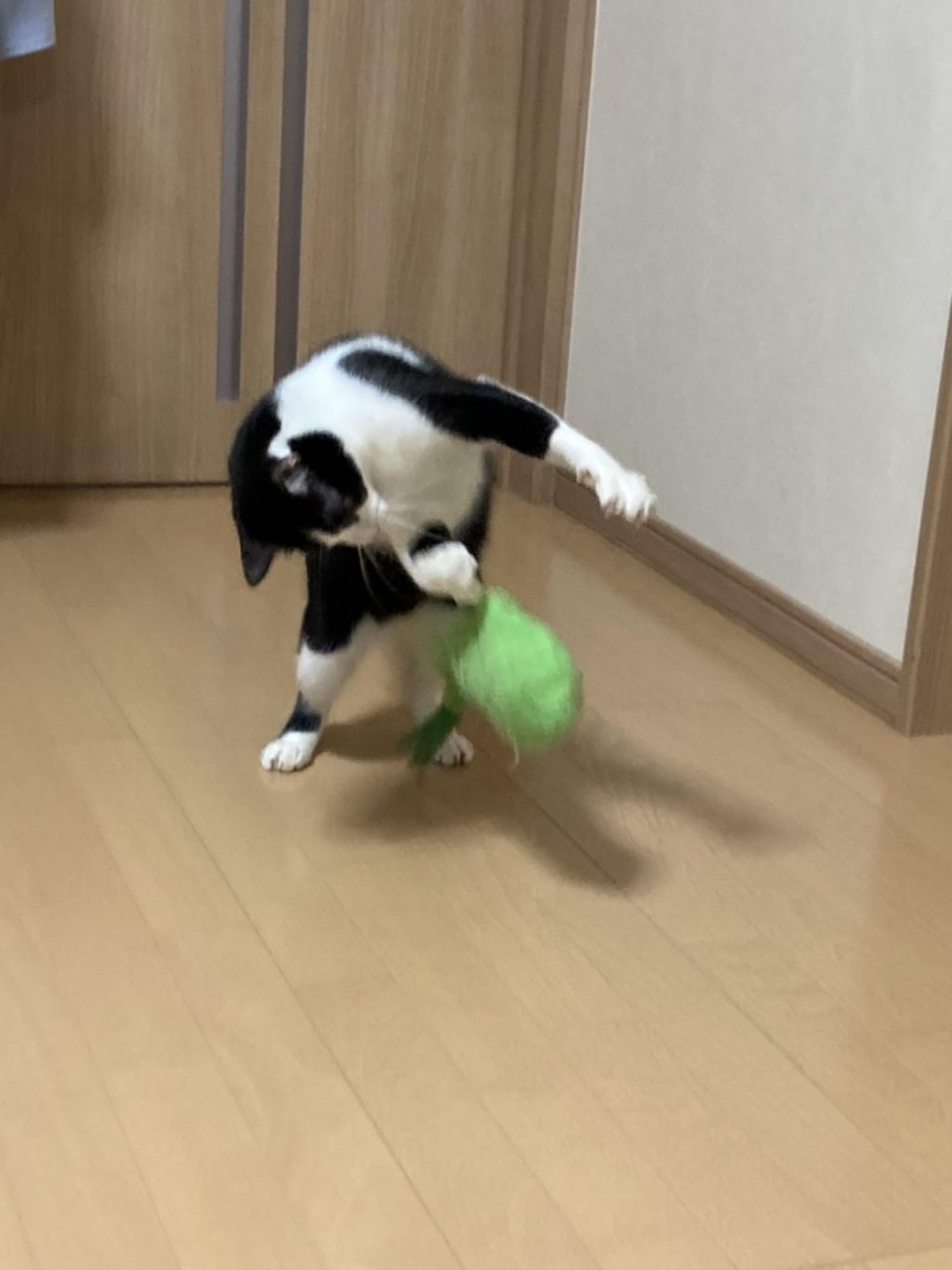 pet-image-4