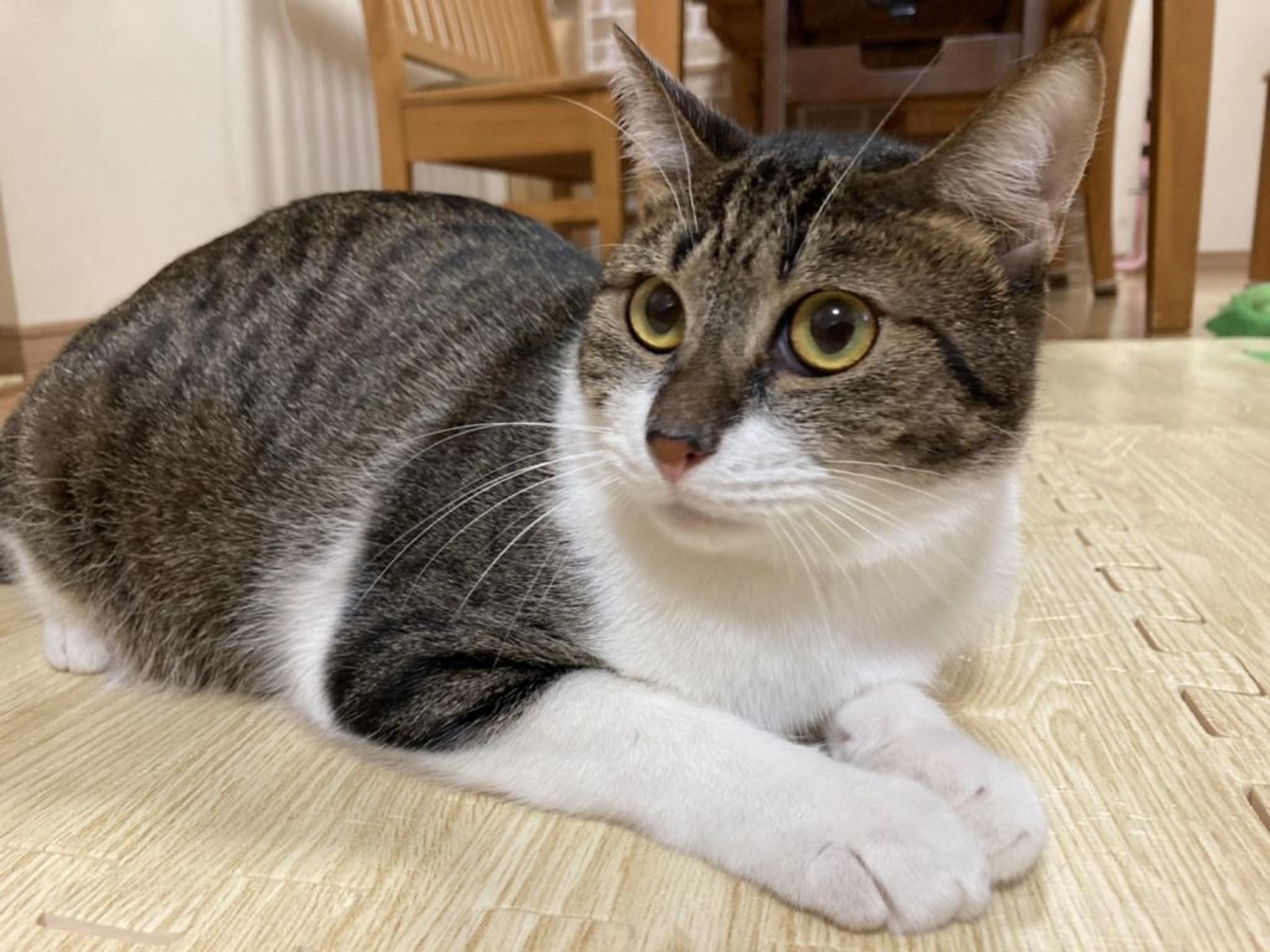 pet-image-5