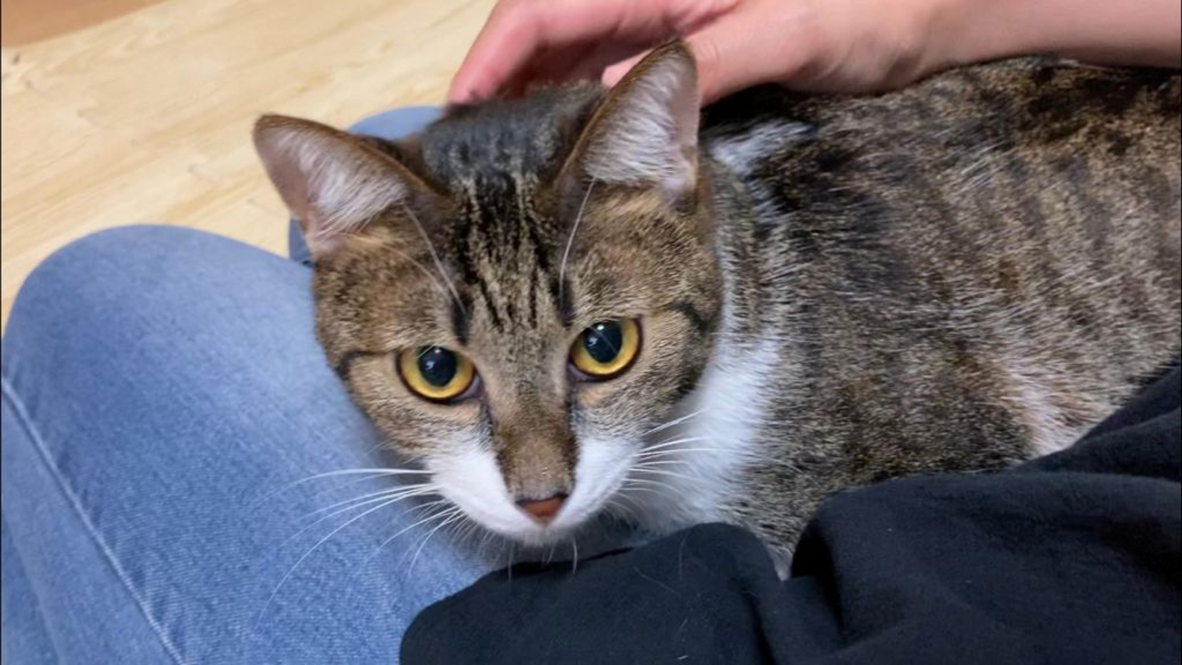 pet-image-6