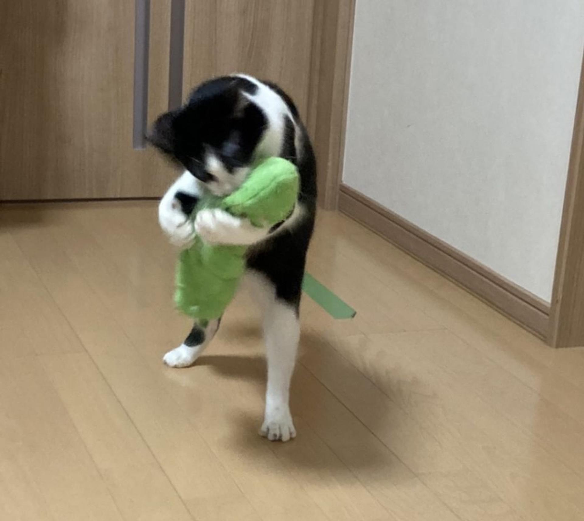 pet-image-4