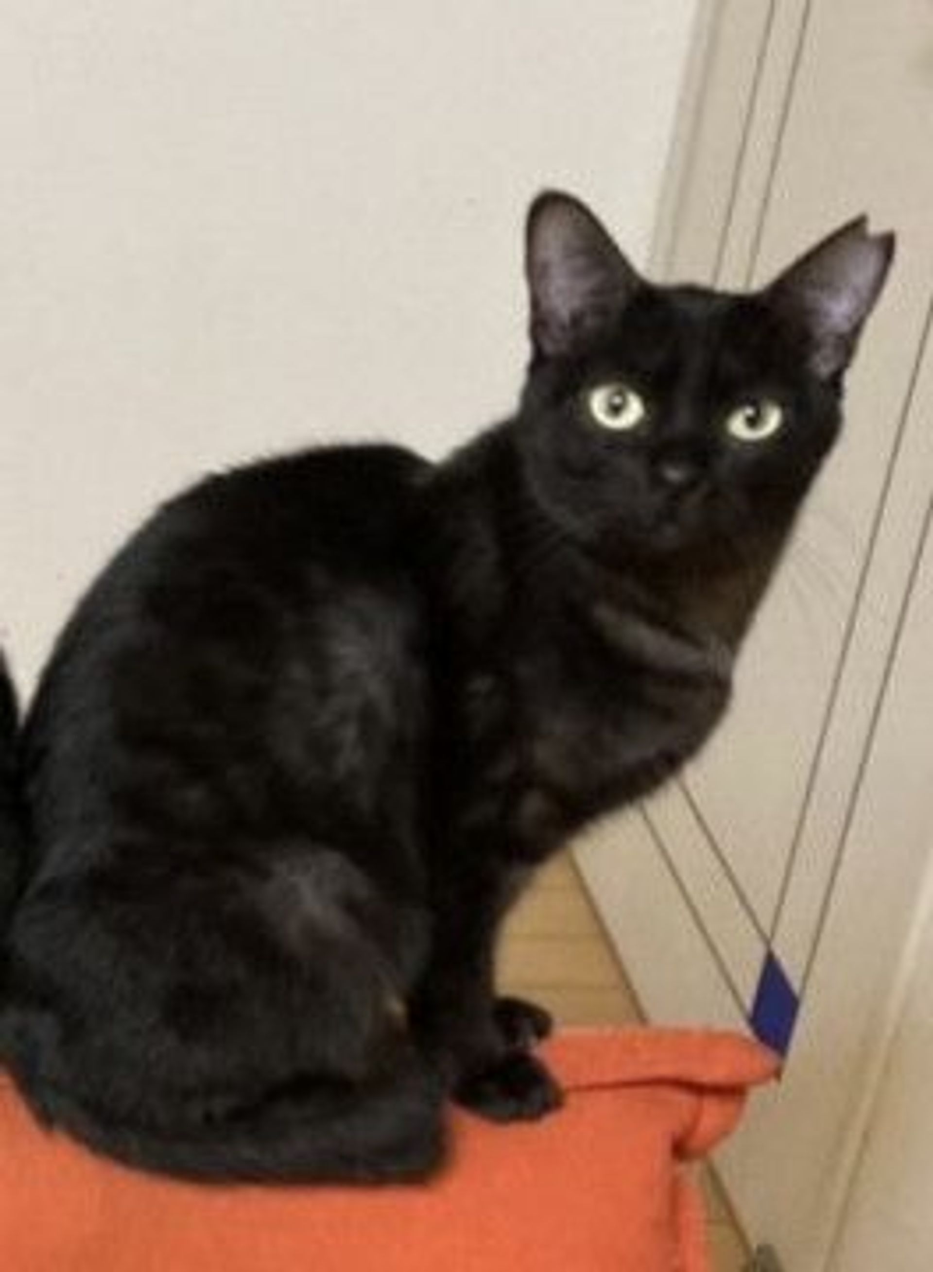 雑種（ミックス猫）・メスの里親募集の写真