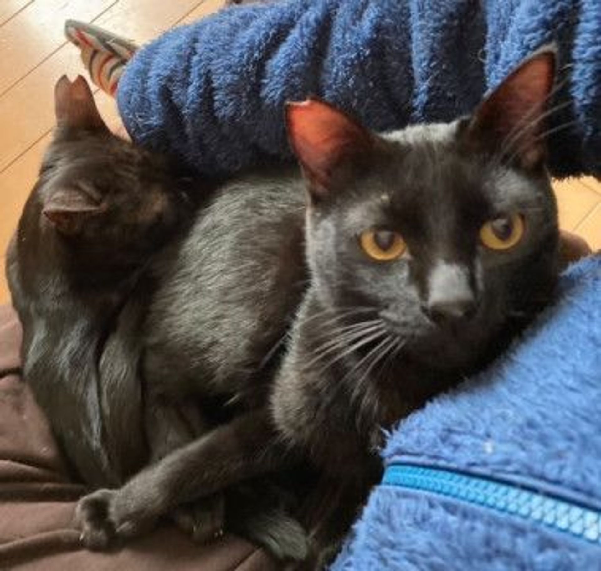 雑種（ミックス猫）・オスの里親募集の写真