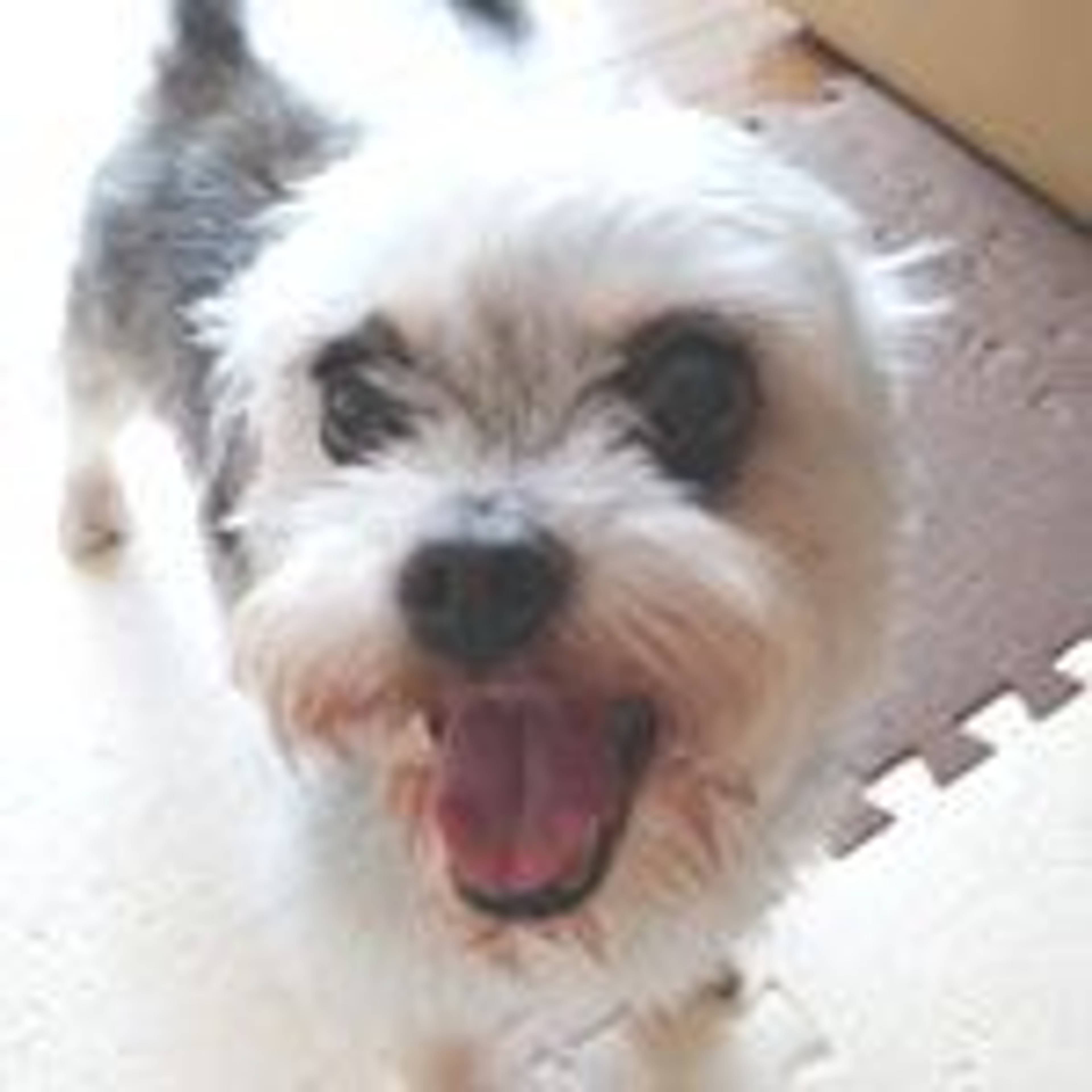 雑種（ミックス犬）・オスの里親募集の写真