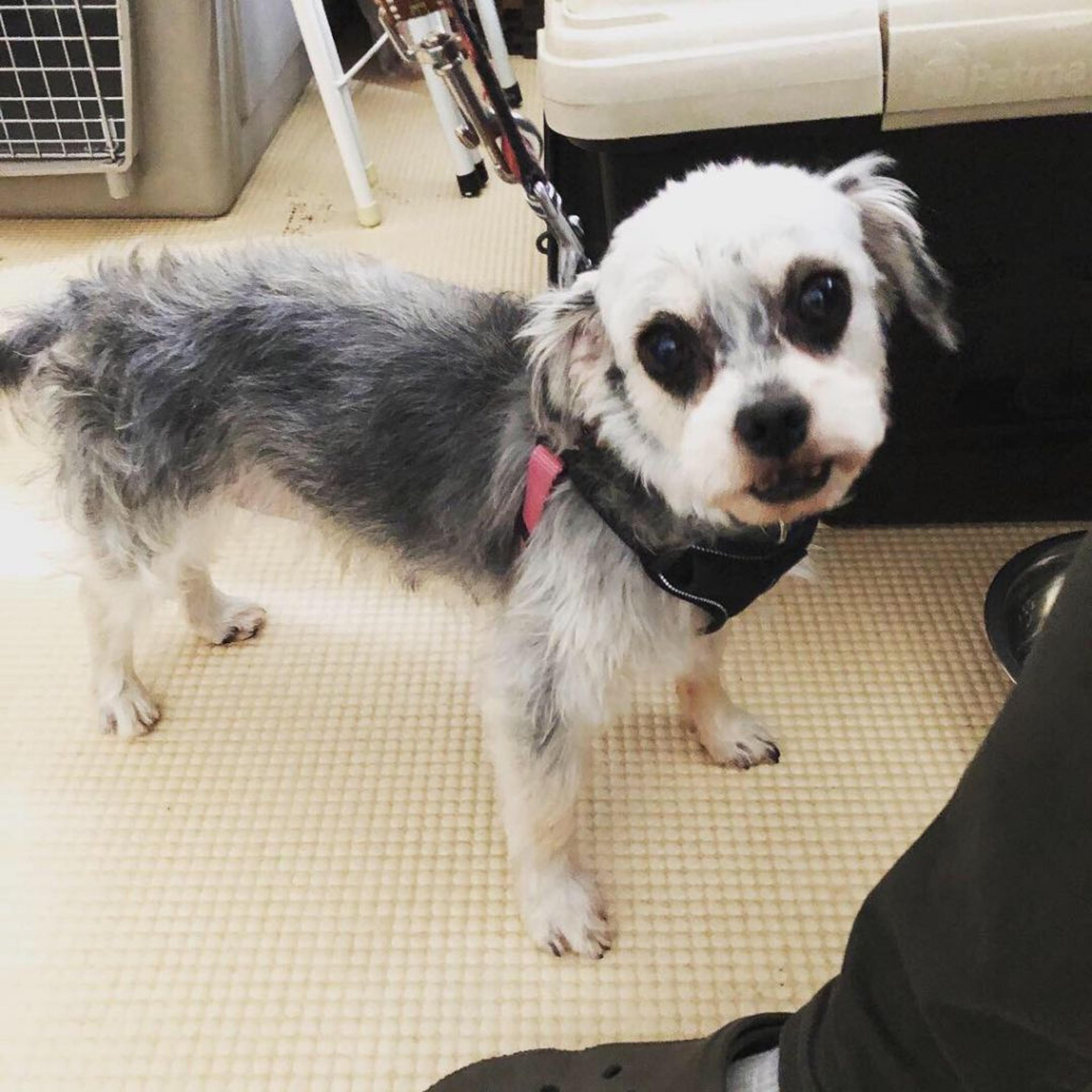 pet-image-2
