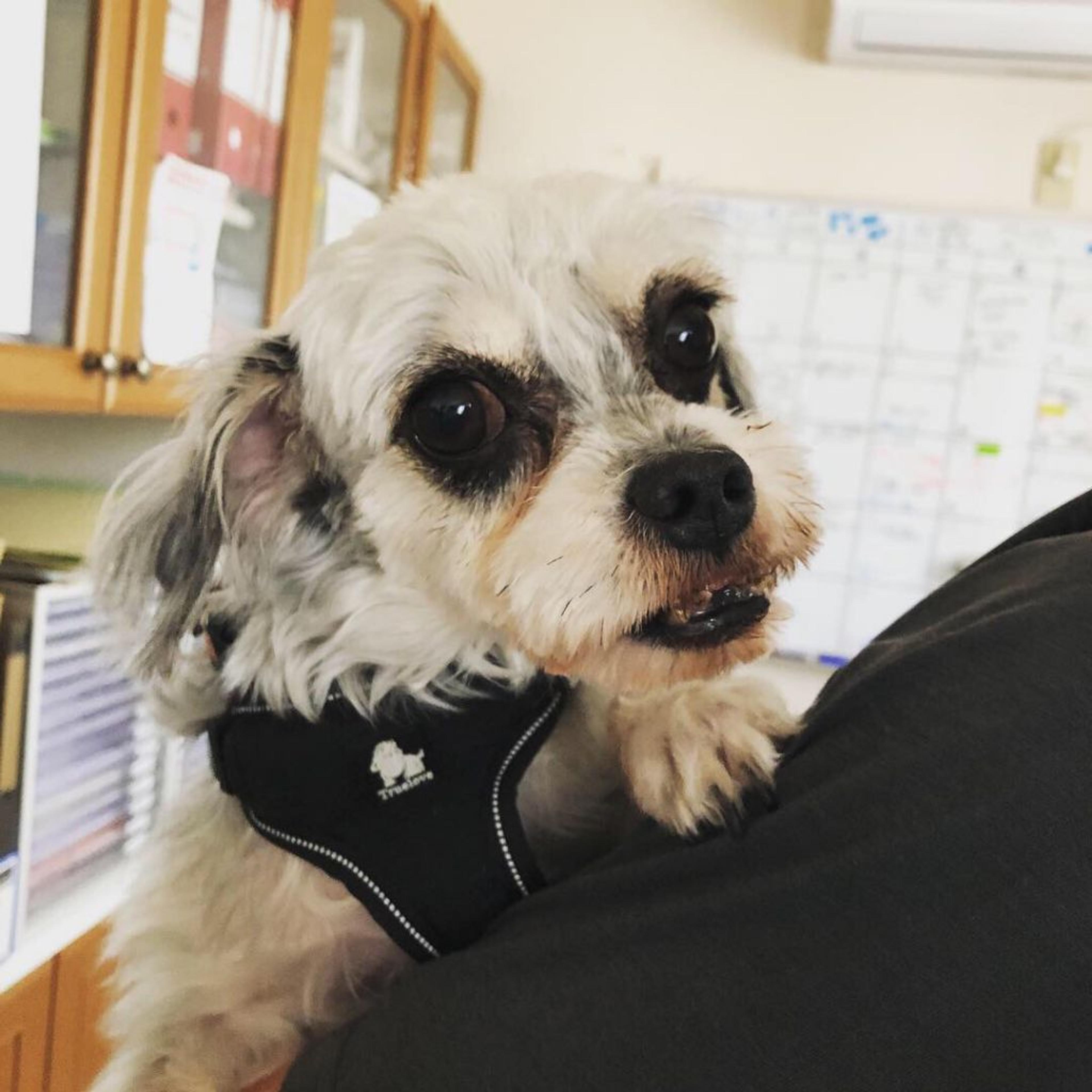pet-image-3
