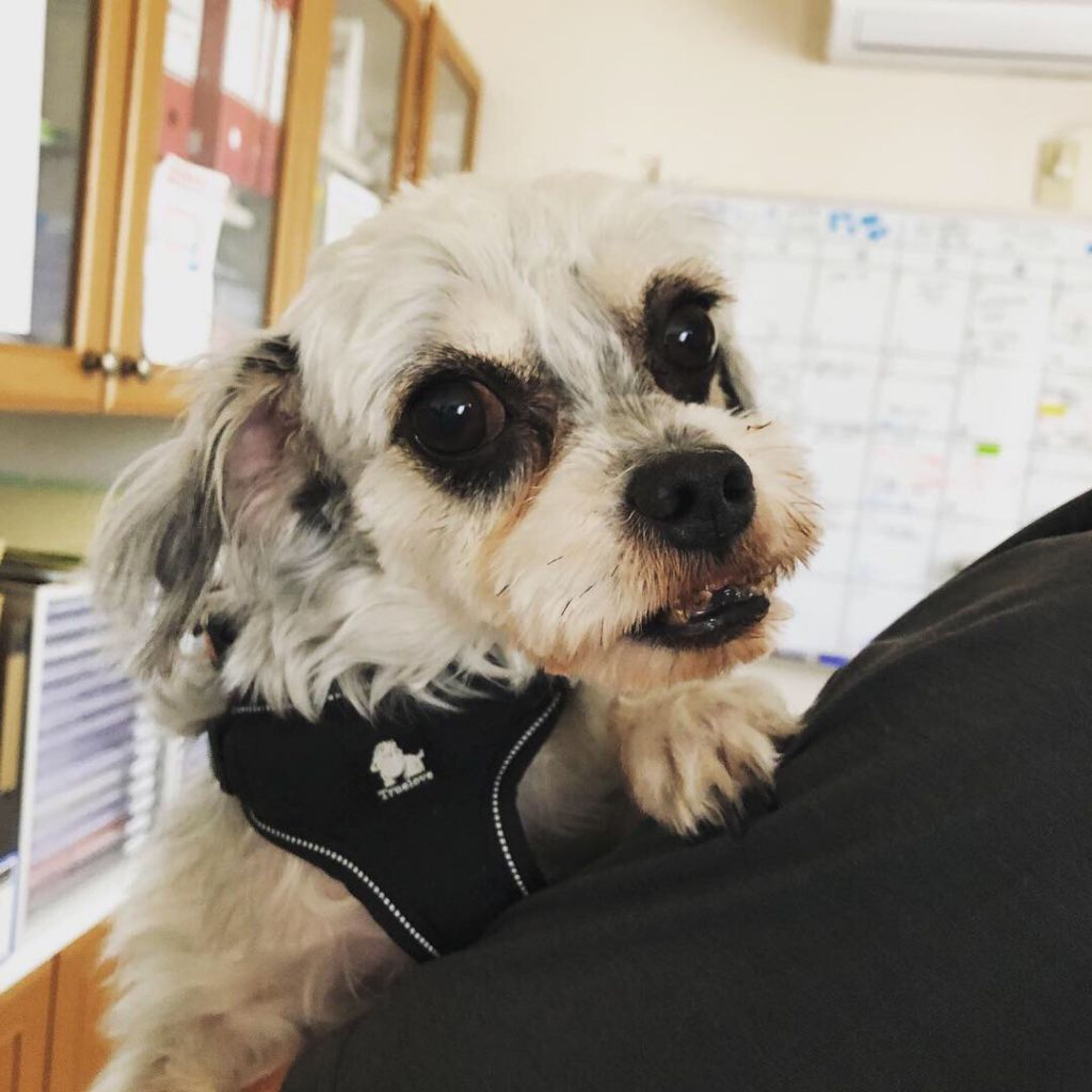 pet-image-3