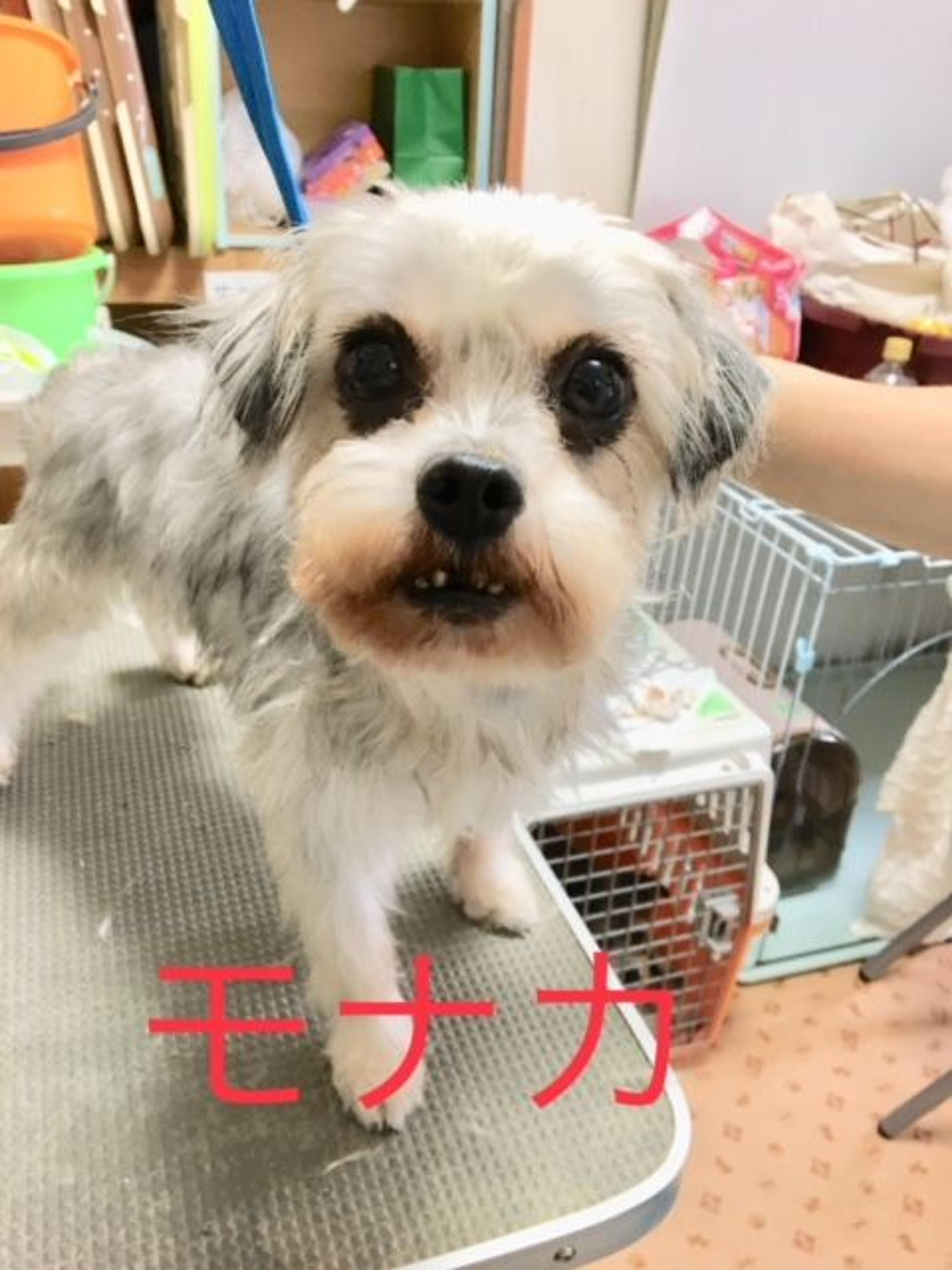 pet-image-4