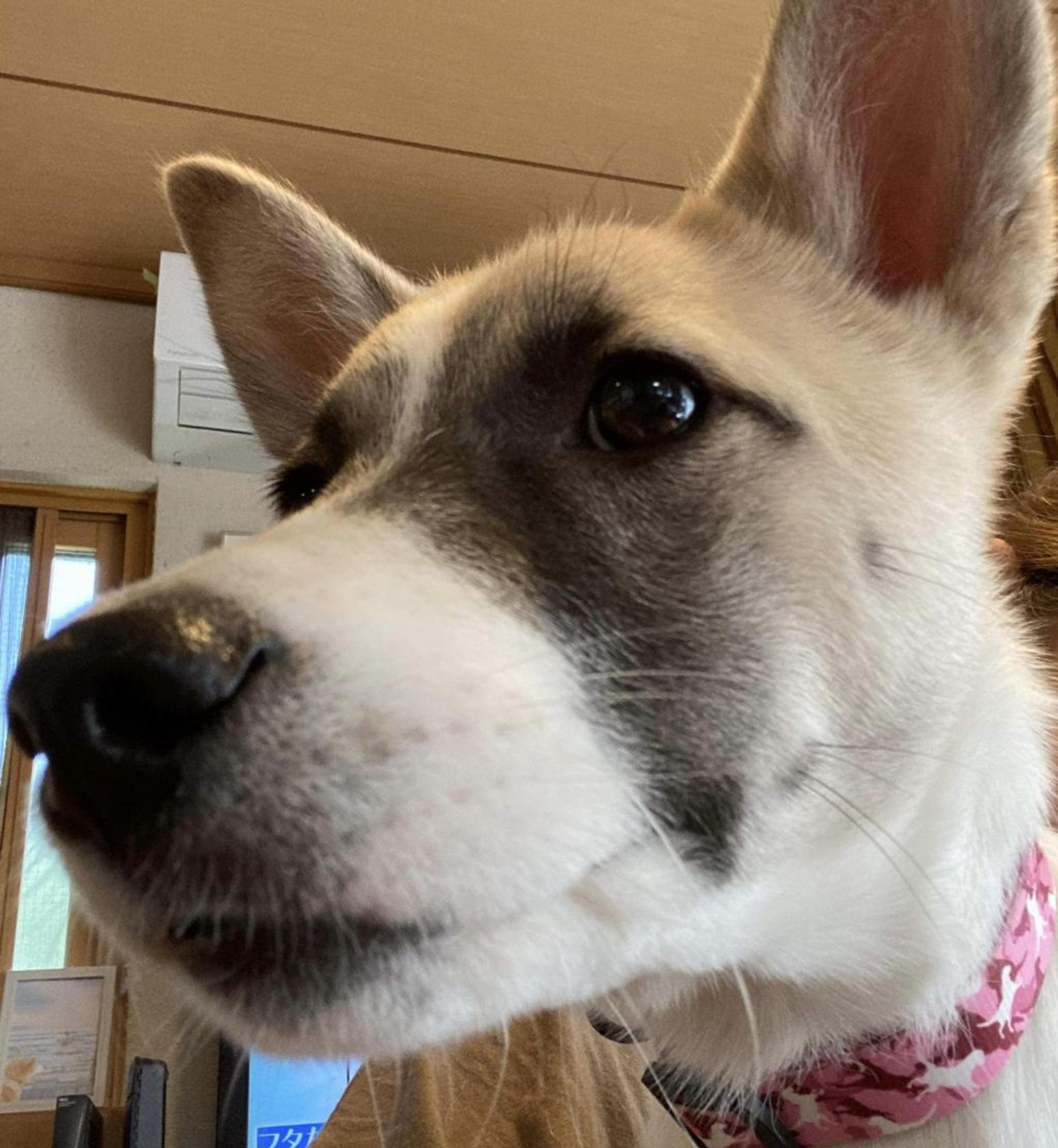 pet-image-3