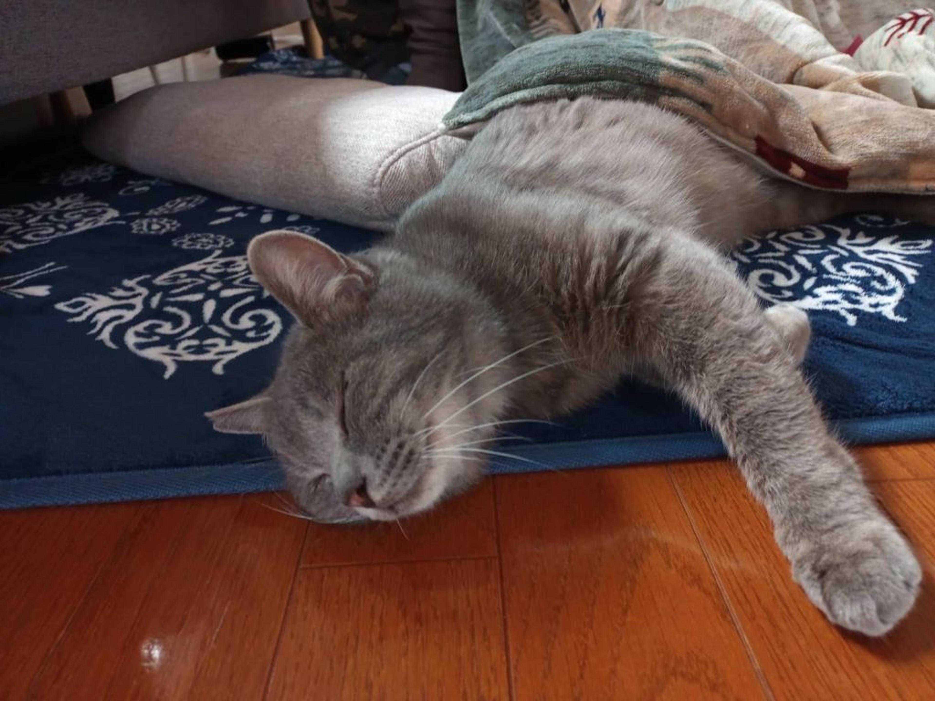 pet-image-2