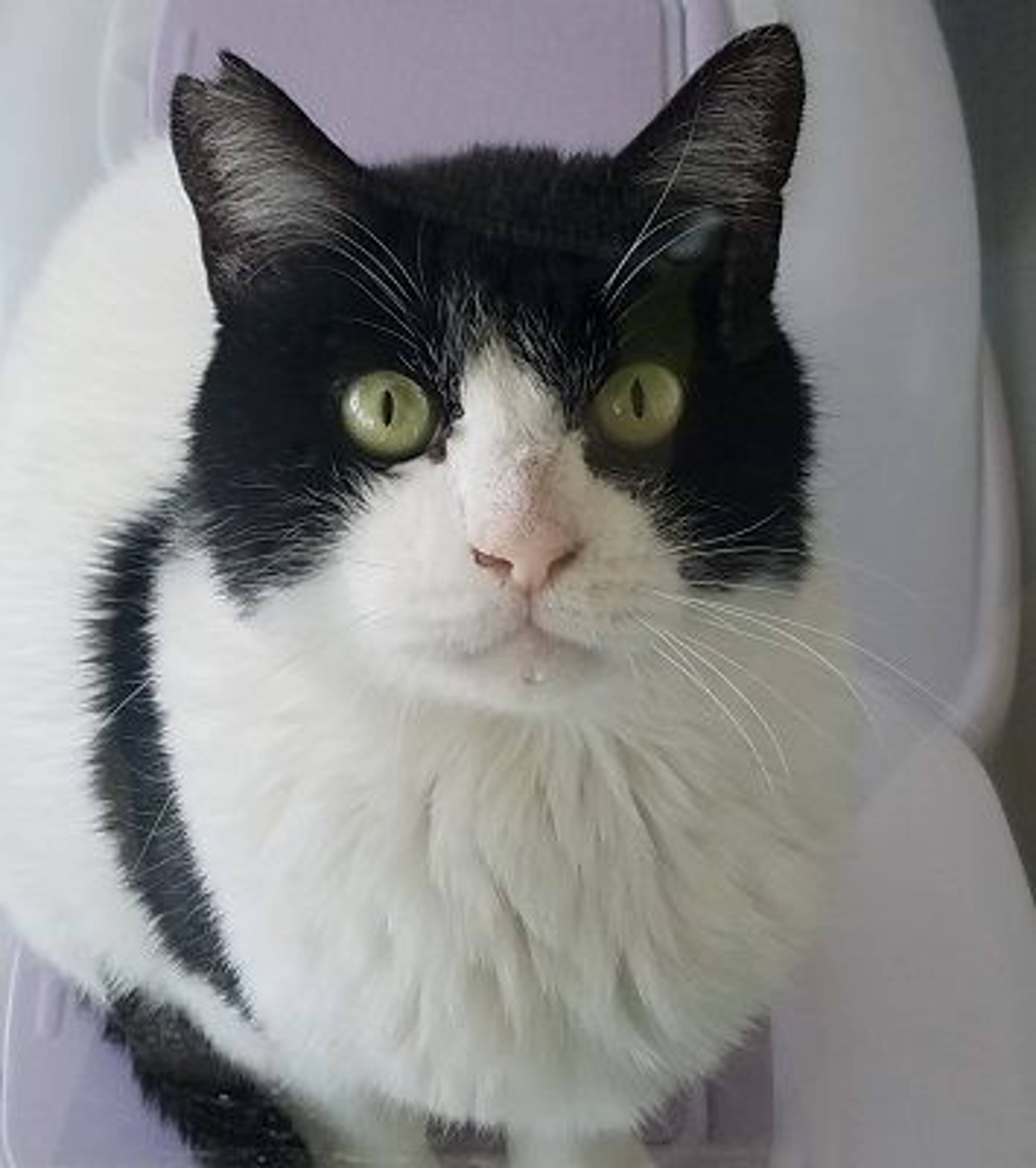 雑種（ミックス猫）・オスの里親募集の写真