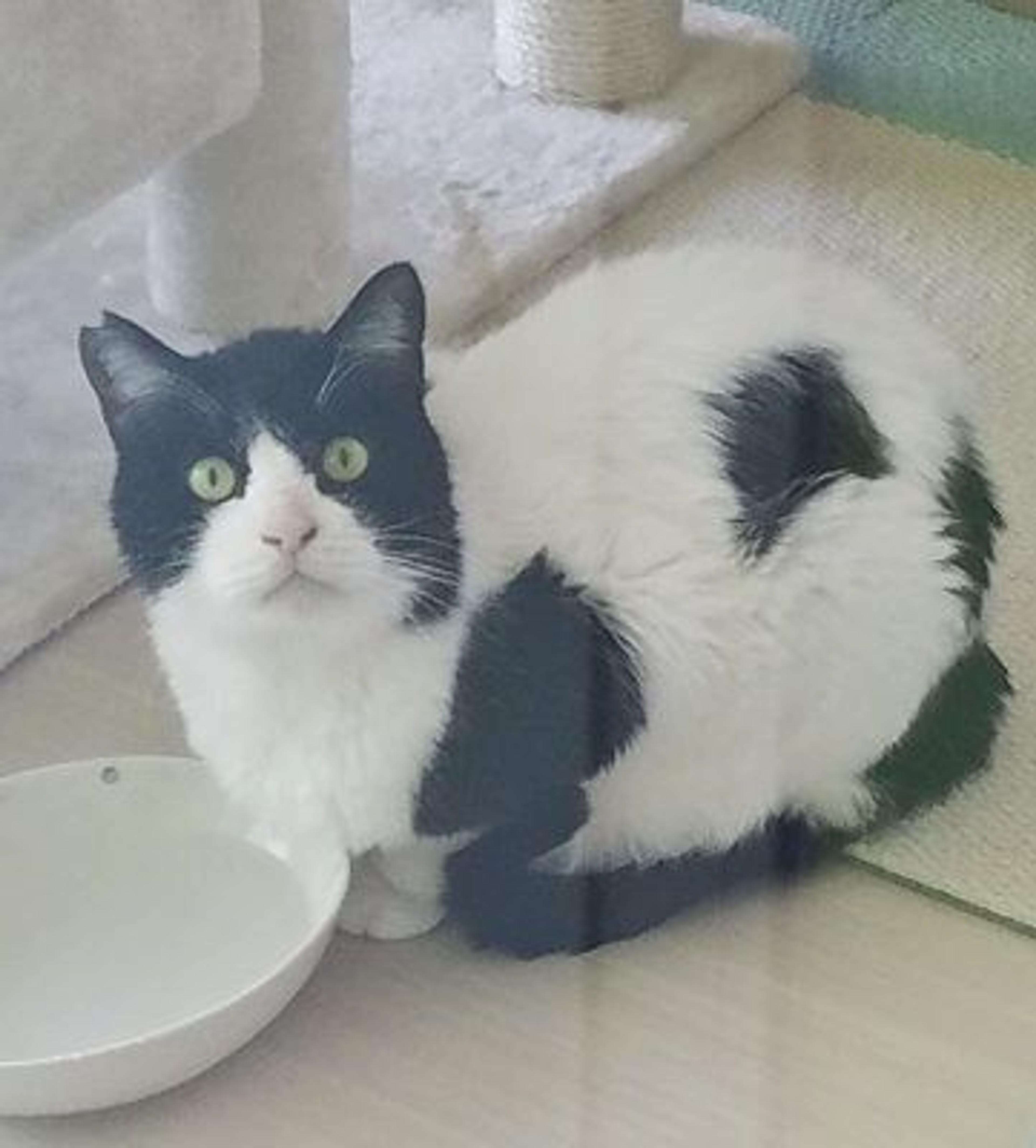 pet-image-3