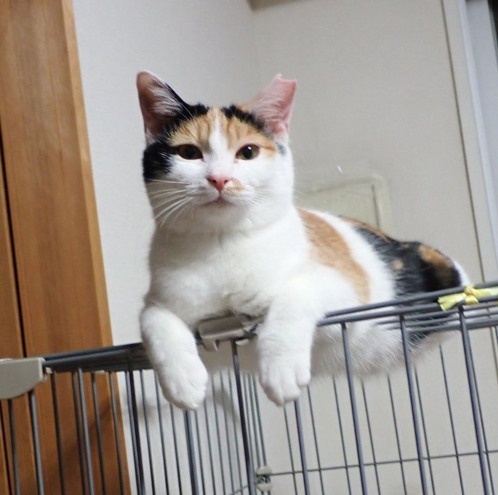 日本猫・メスの里親募集の写真