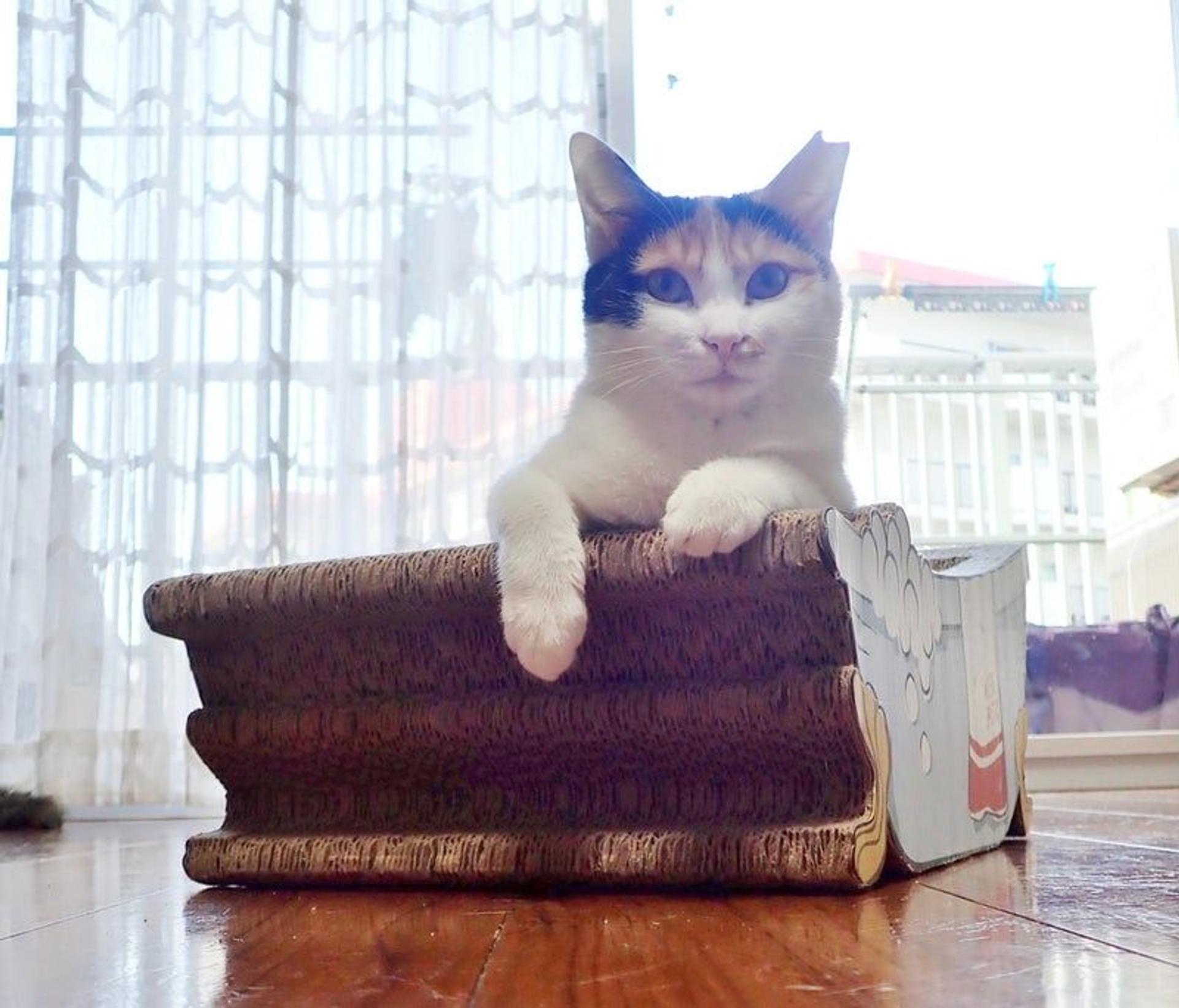 pet-image-2