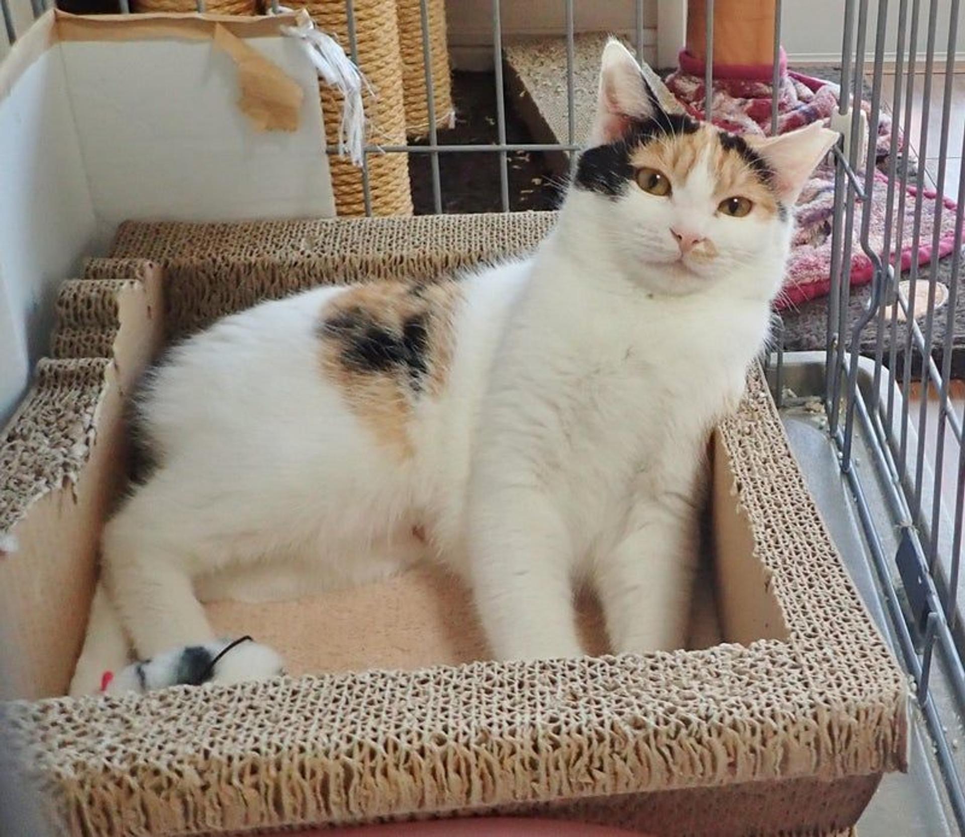 pet-image-3