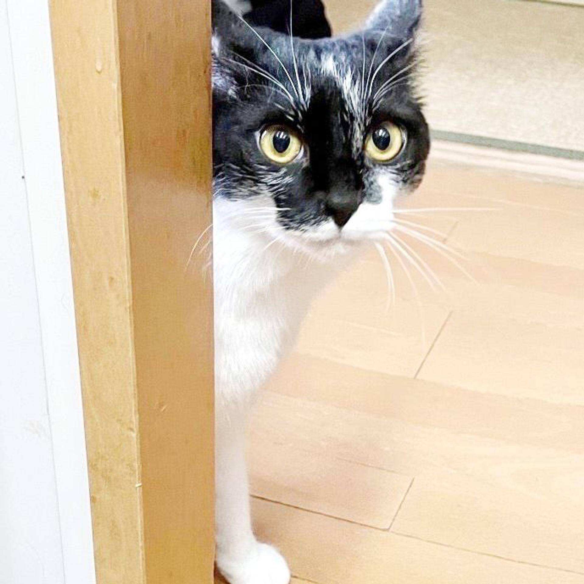 pet-image-7