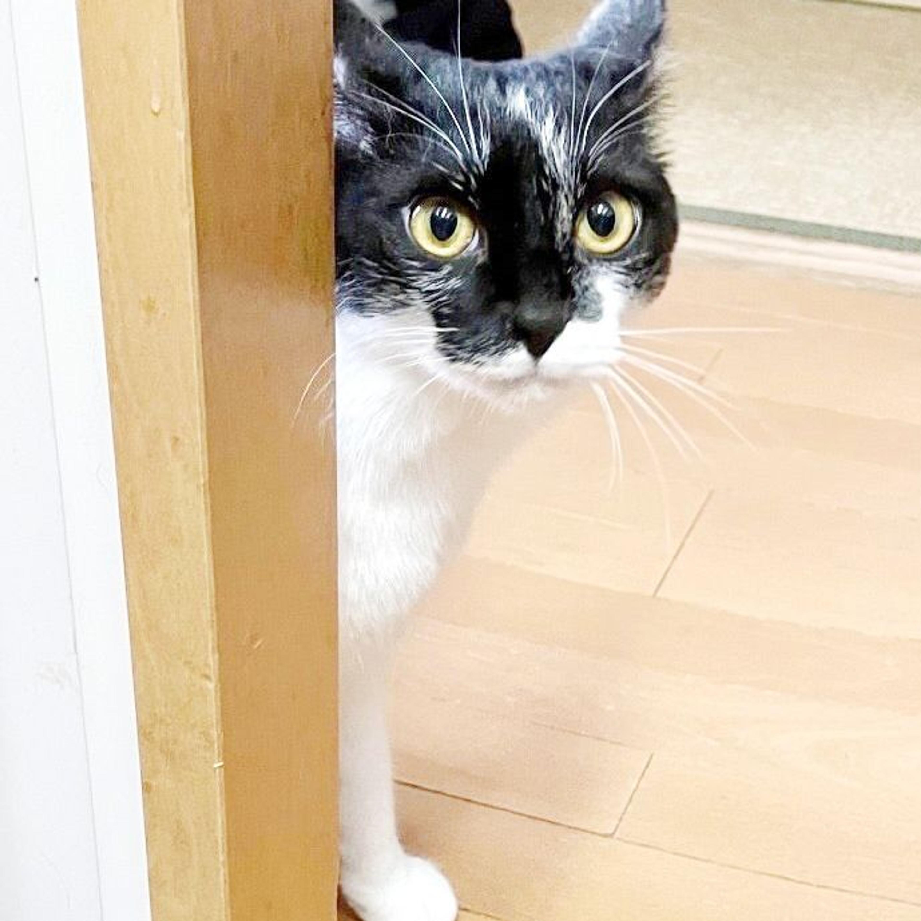 pet-image-7