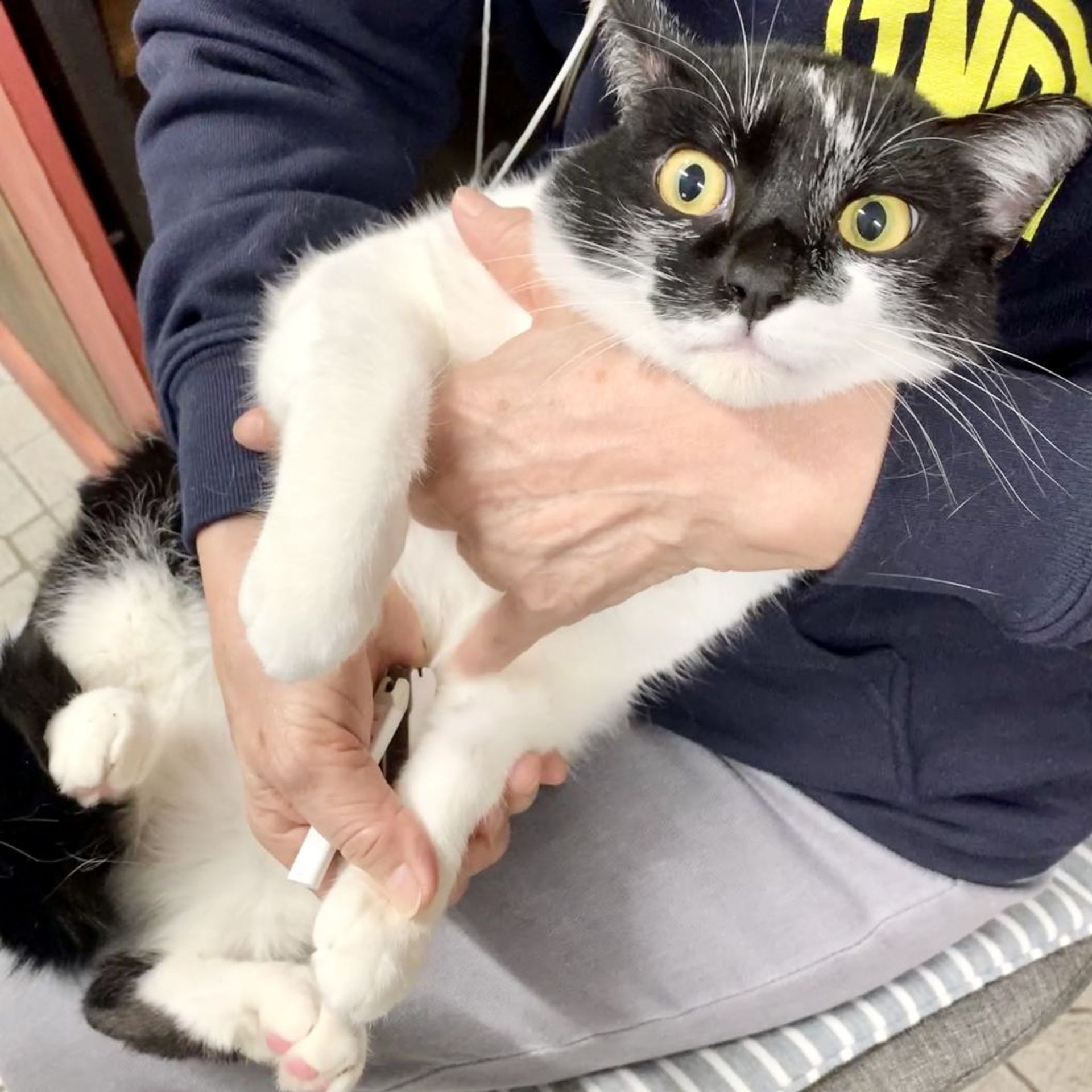 雑種（ミックス猫）・オスの里親募集の写真