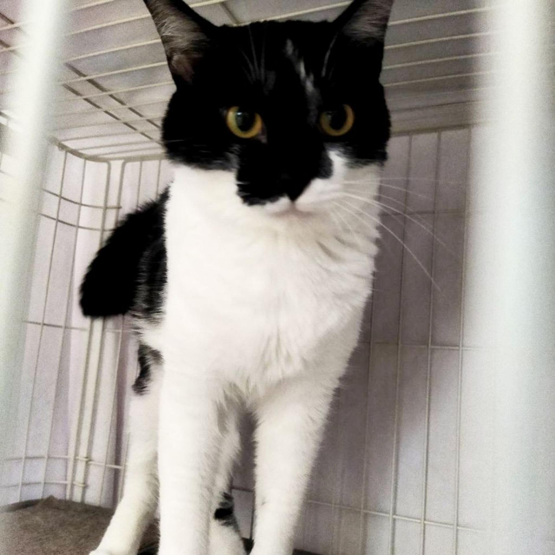 pet-image-4
