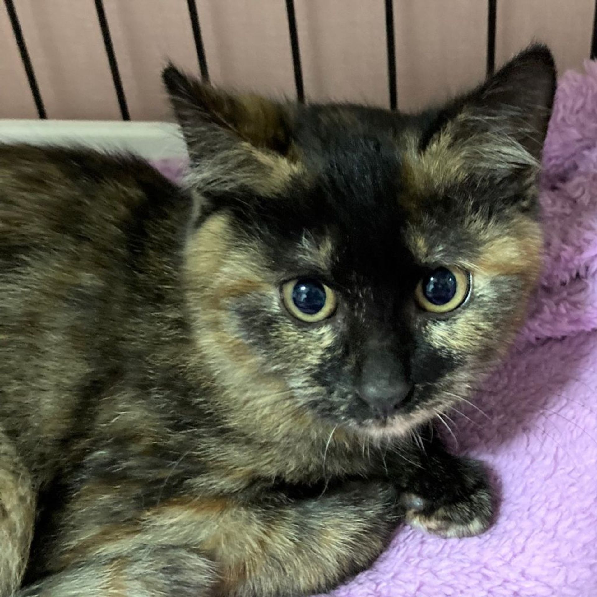 雑種（ミックス猫）・メスの里親募集の写真