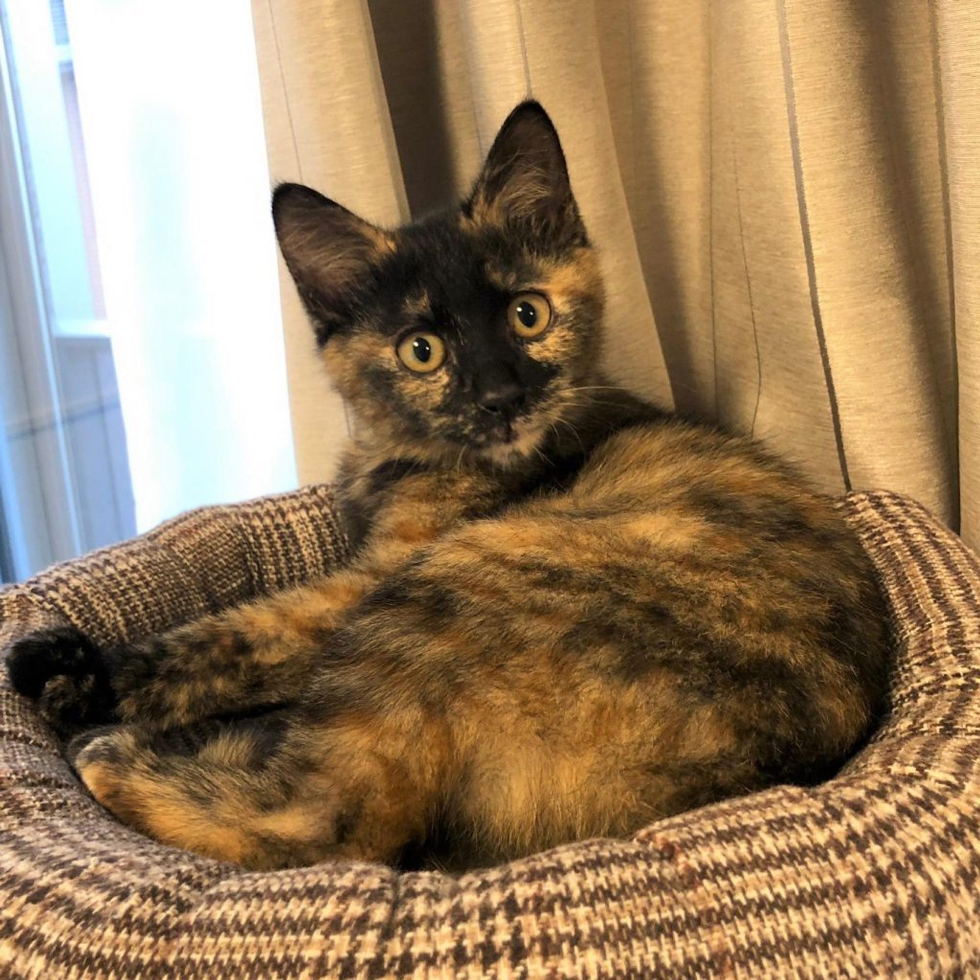 pet-image-3