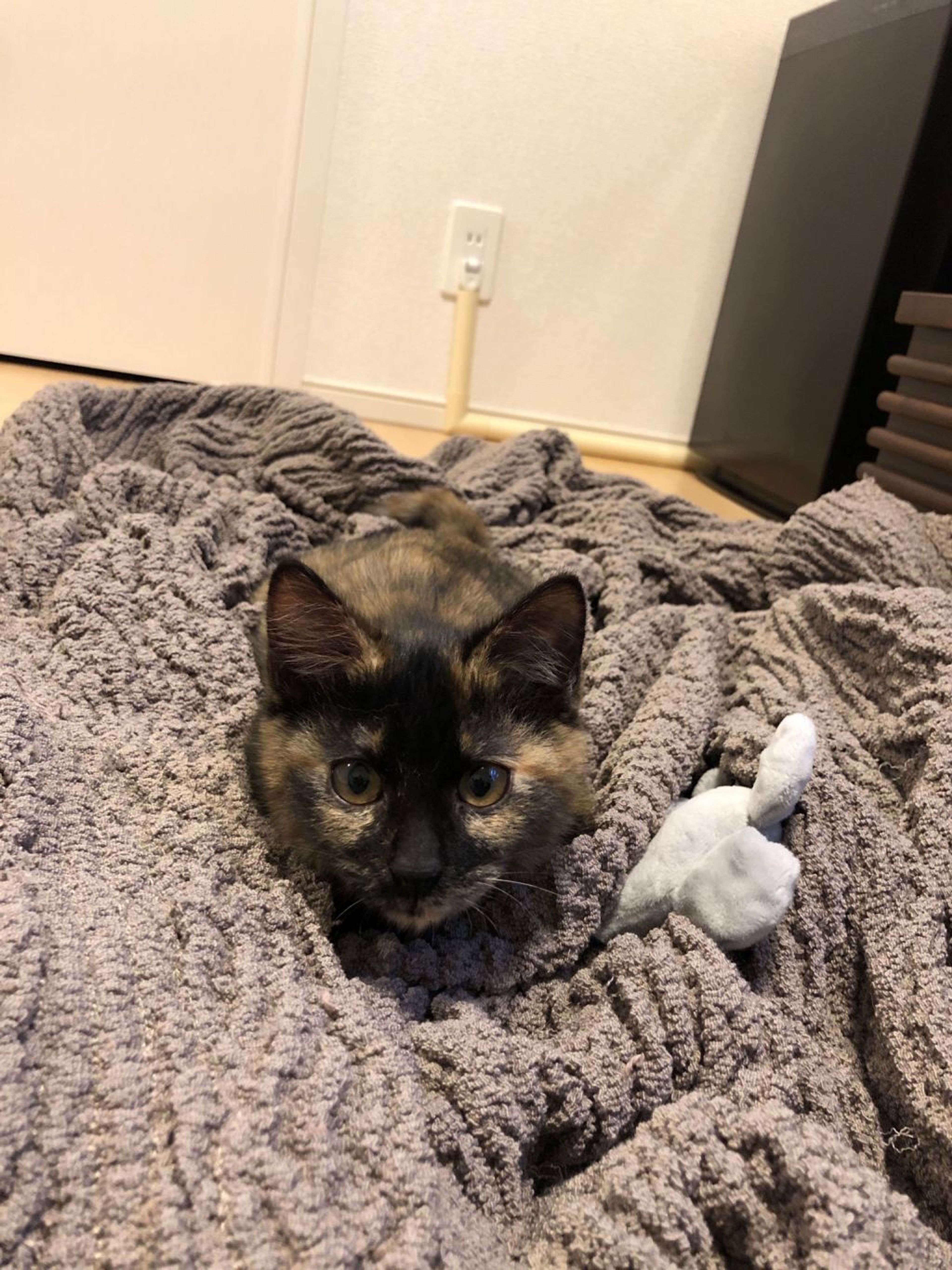 pet-image-7
