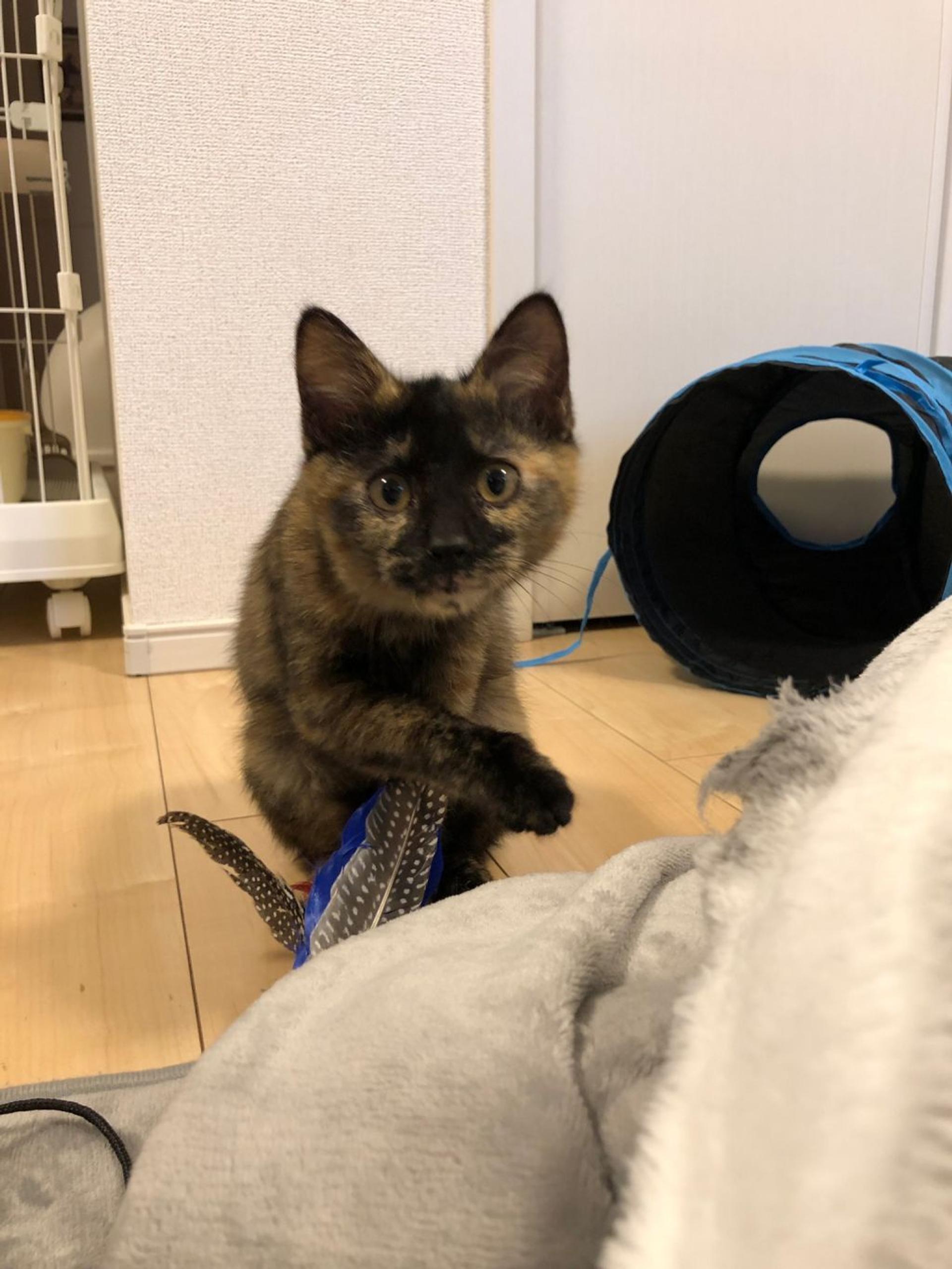 pet-image-8
