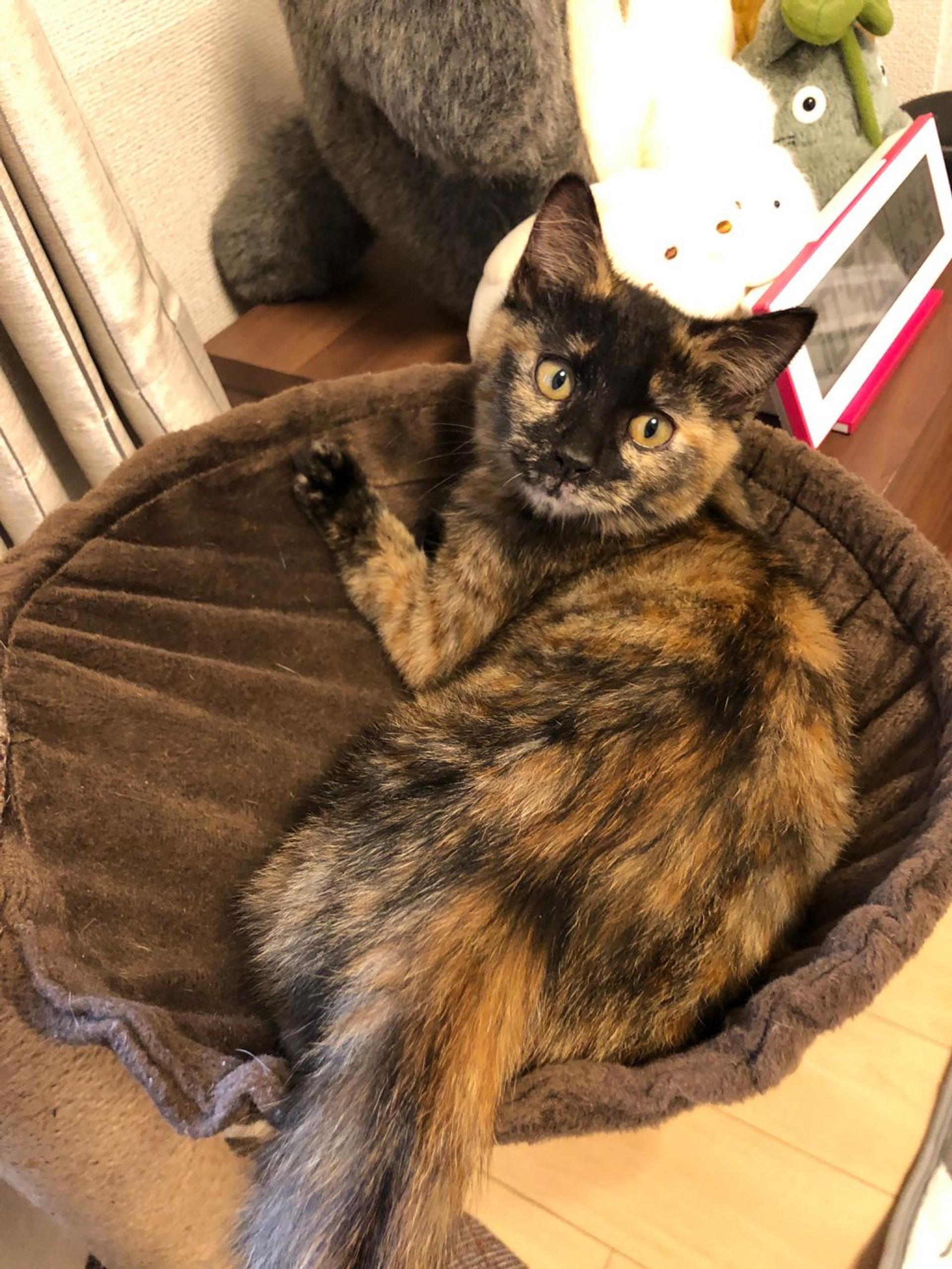 pet-image-9