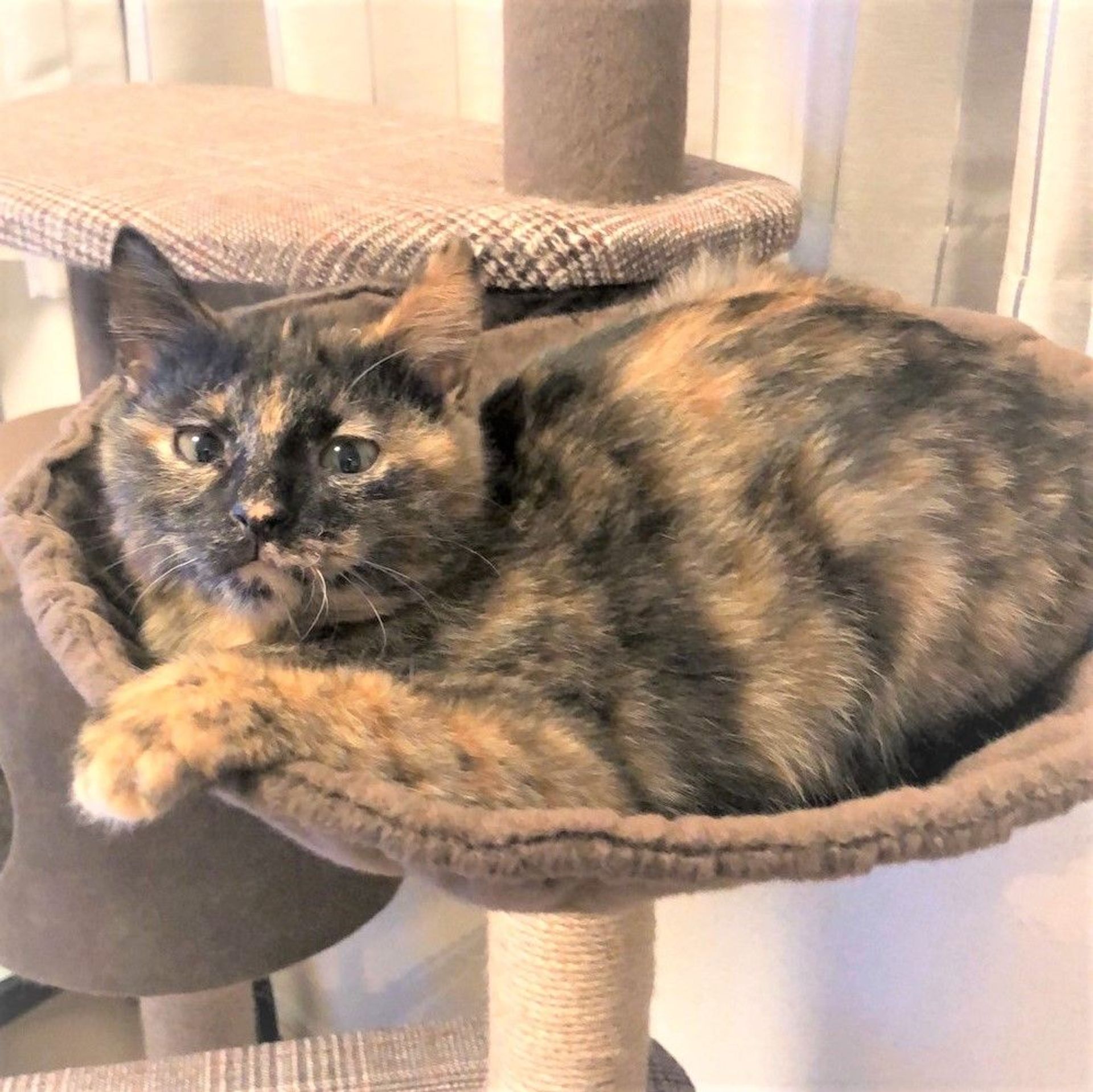 雑種（ミックス猫）・メスの里親募集の写真