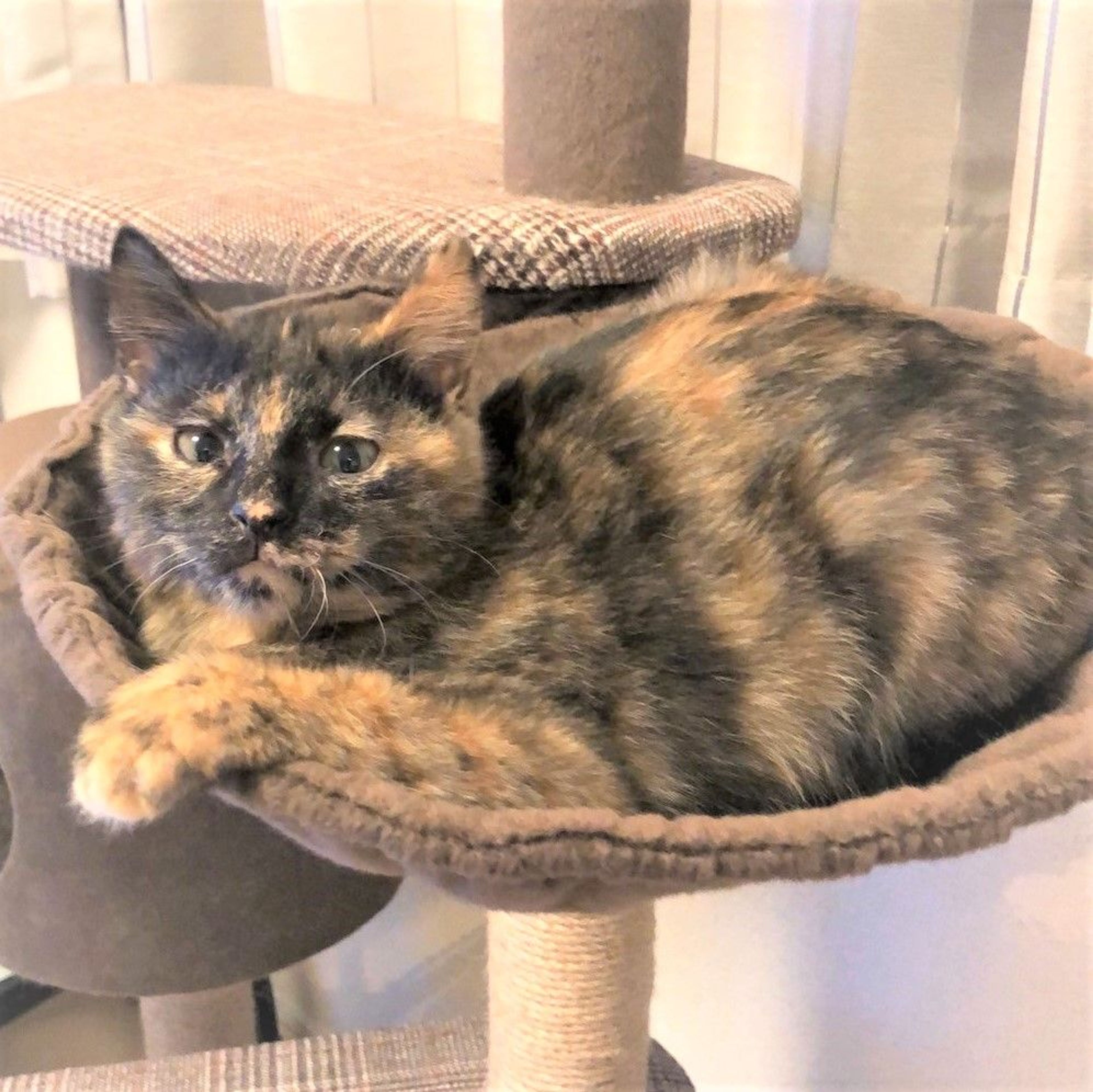 雑種（ミックス猫）・メスの里親募集の写真