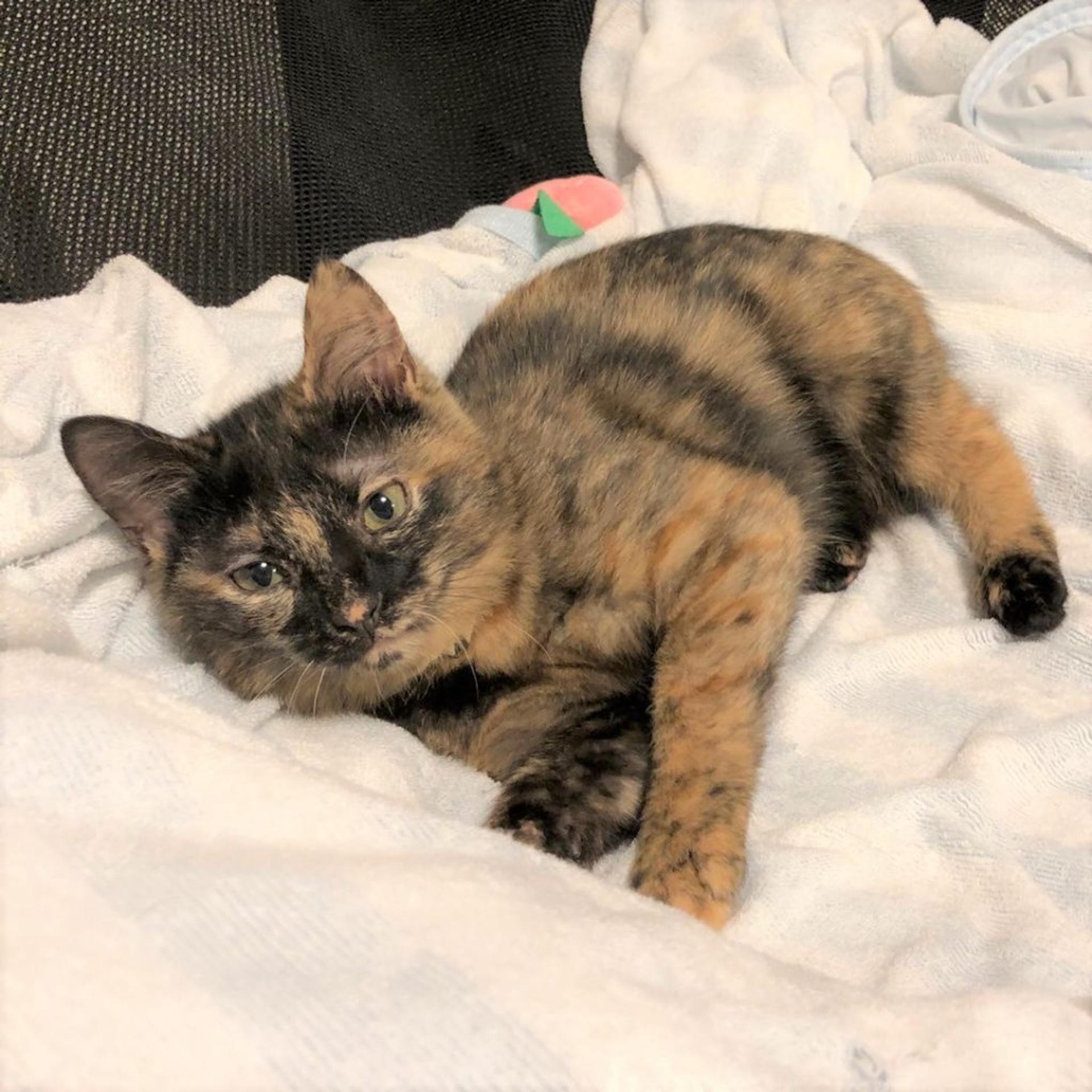 pet-image-5