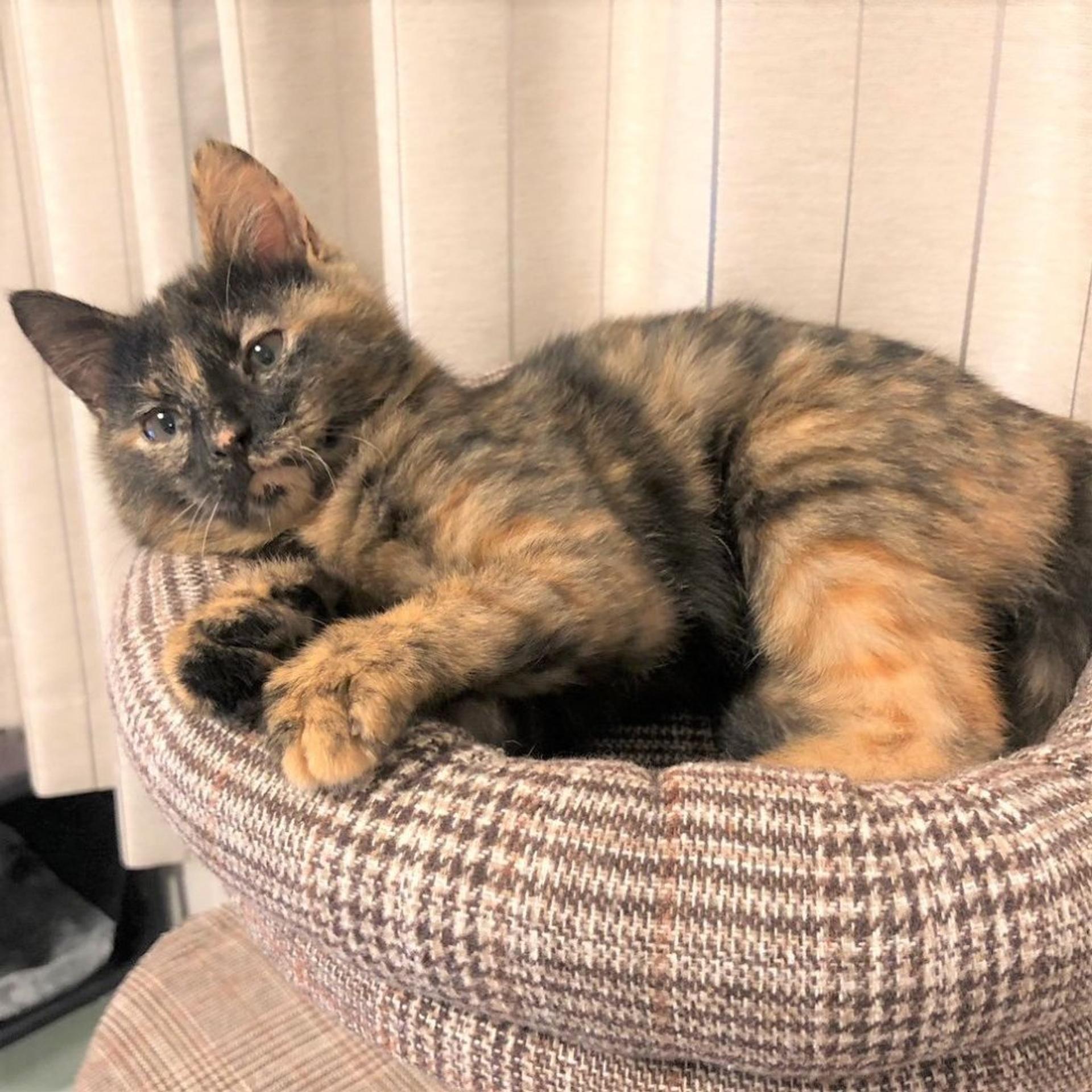 pet-image-8