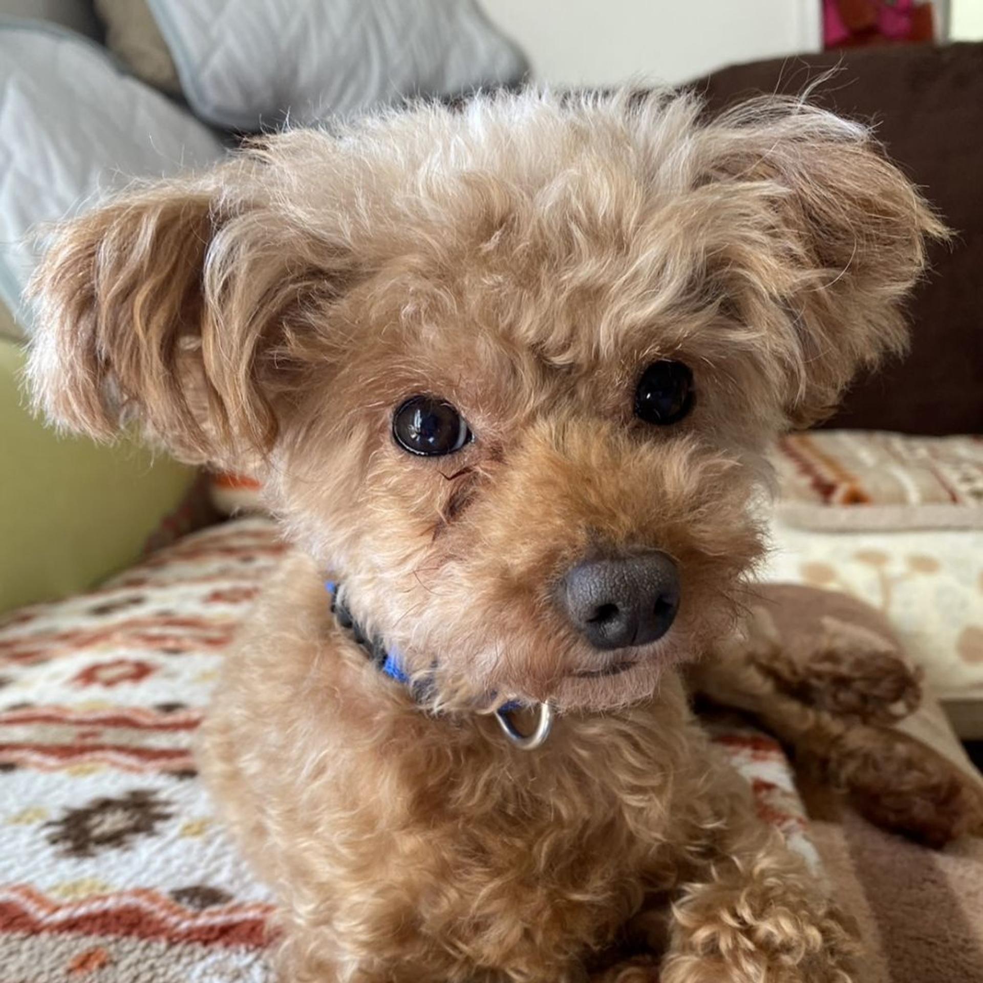 pet-image-2